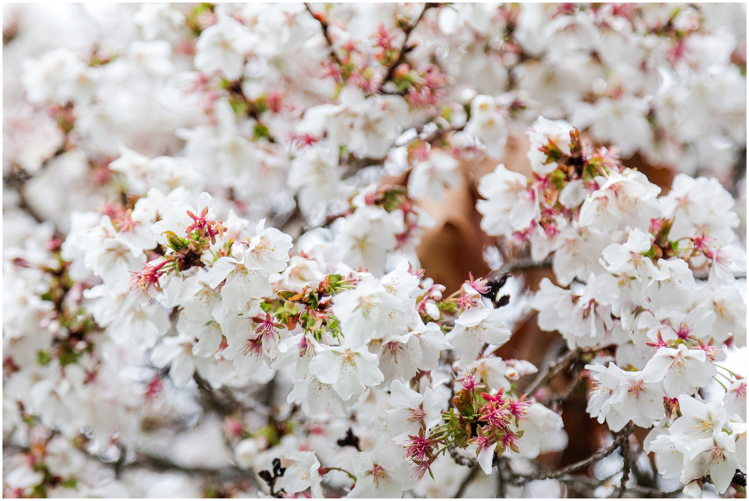 cherry-blossoms-dc-brooksidegardens-spring-2024_0004.jpg