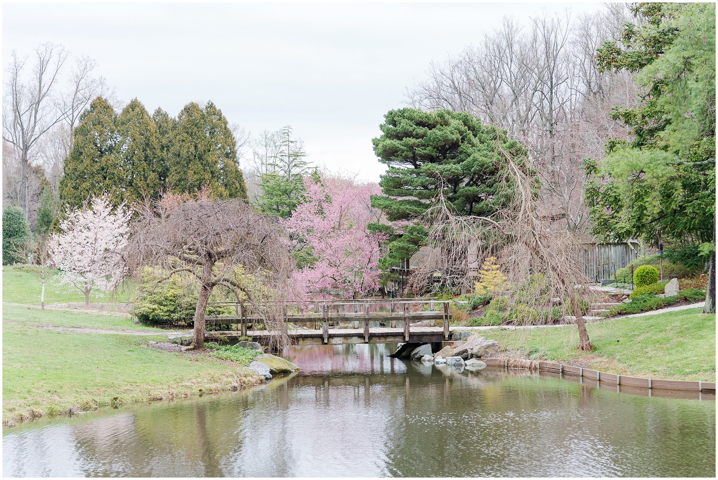 cherry-blossoms-dc-brooksidegardens-spring-2024_0008.jpg