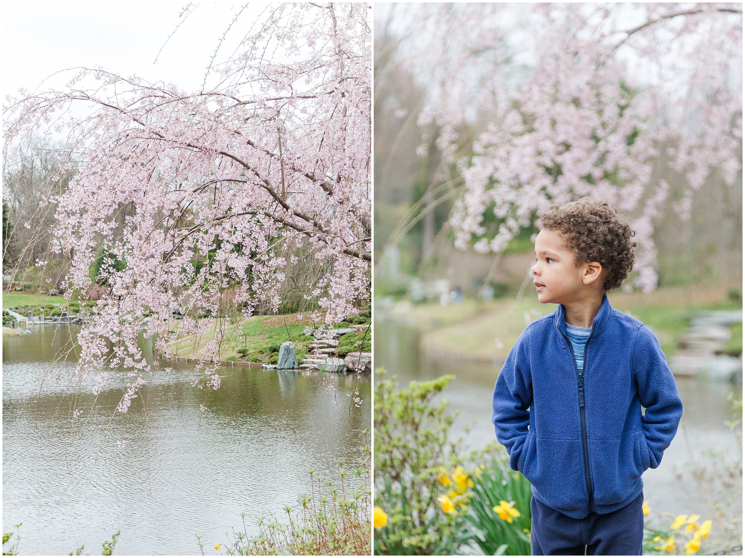 cherry-blossoms-dc-brooksidegardens-spring-2024_0009.jpg