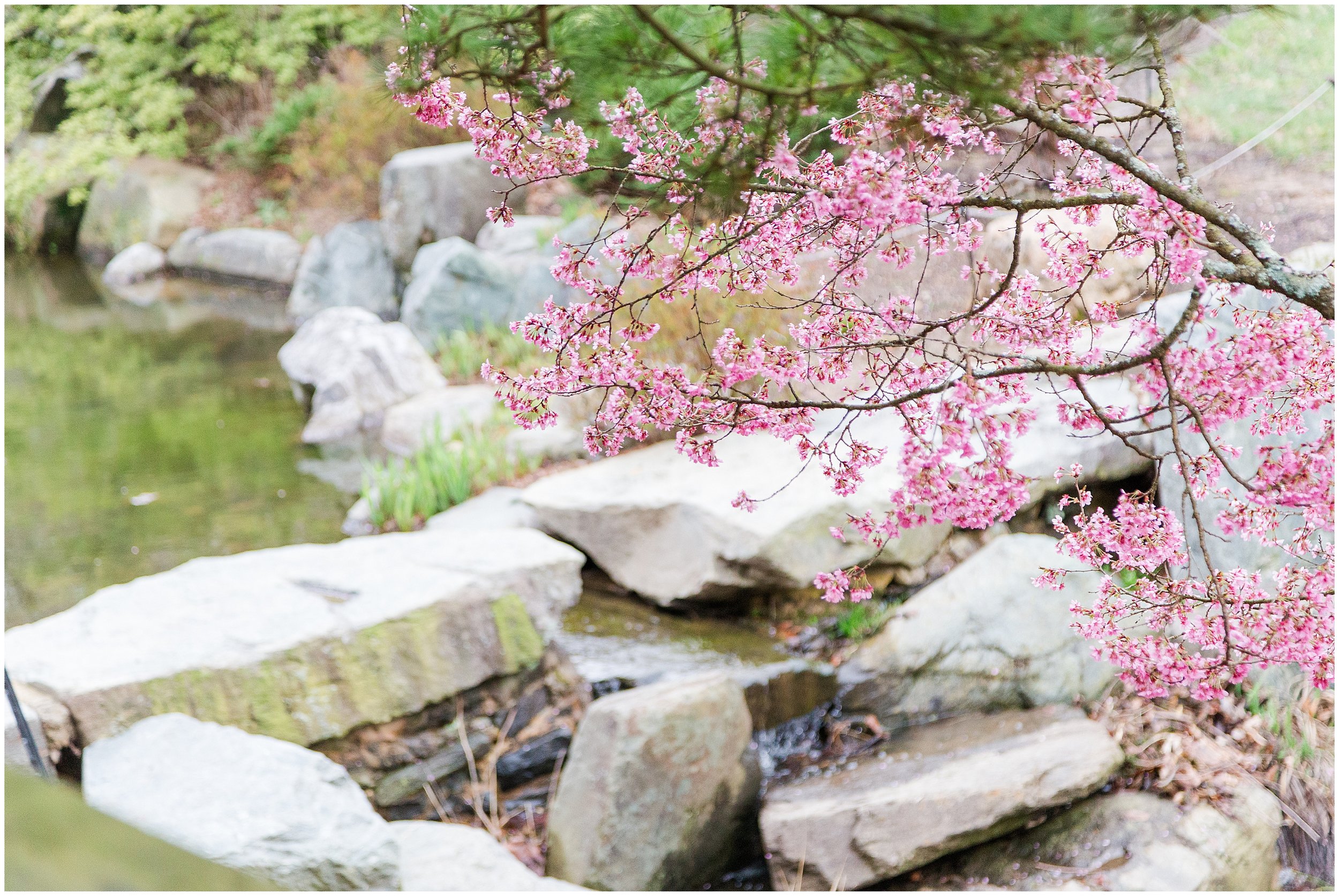 cherry-blossoms-dc-brooksidegardens-spring-2024_0011.jpg