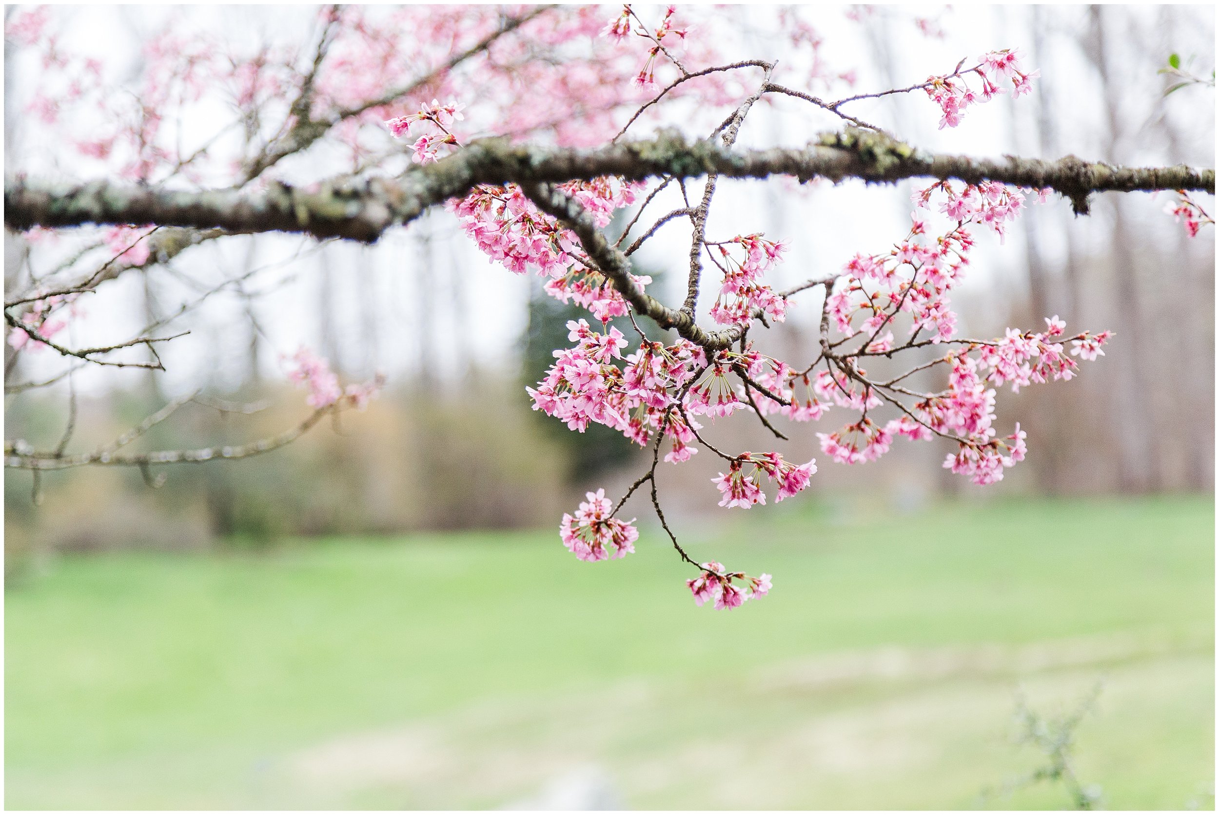 cherry-blossoms-dc-brooksidegardens-spring-2024_0014.jpg