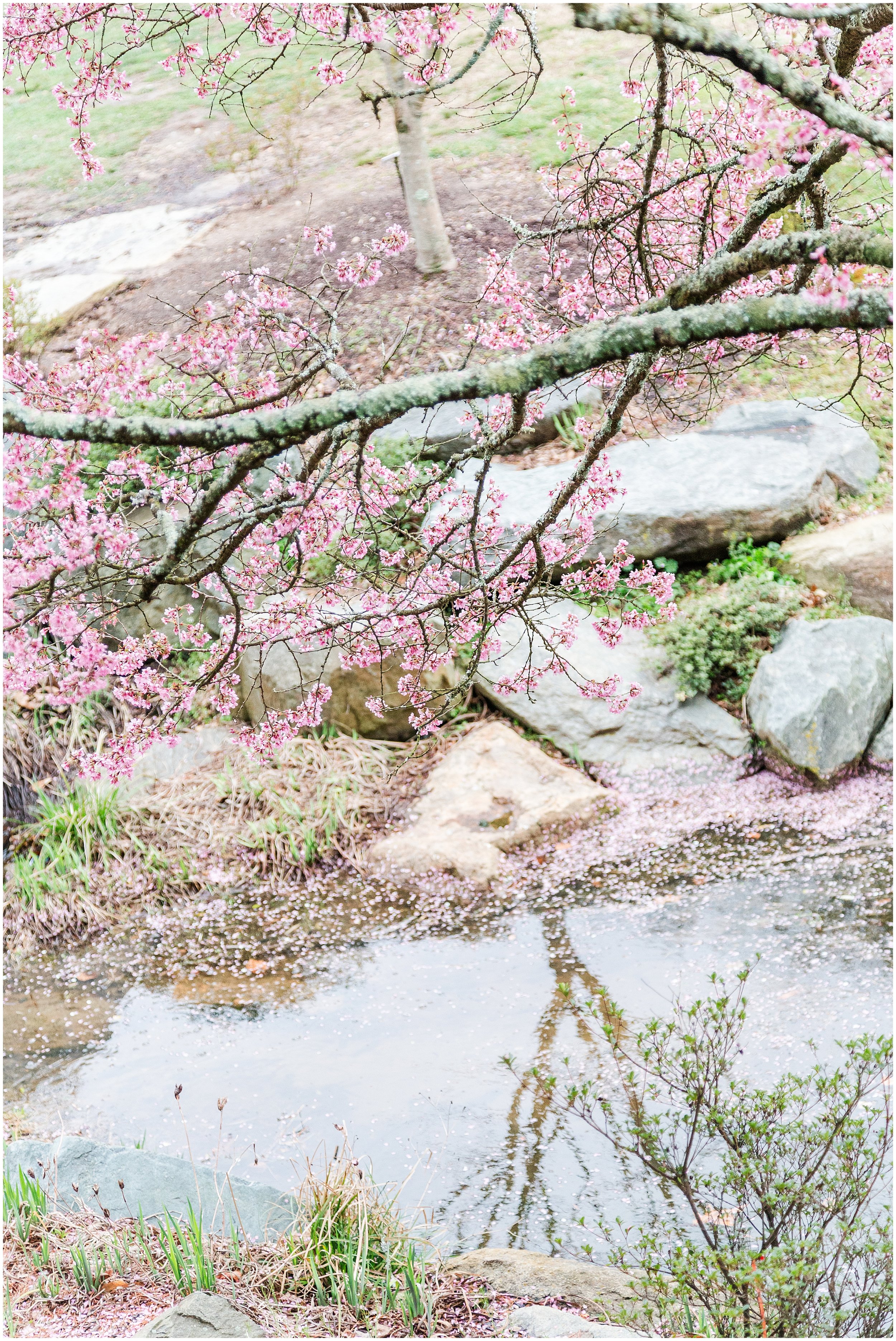 cherry-blossoms-dc-brooksidegardens-spring-2024_0012.jpg