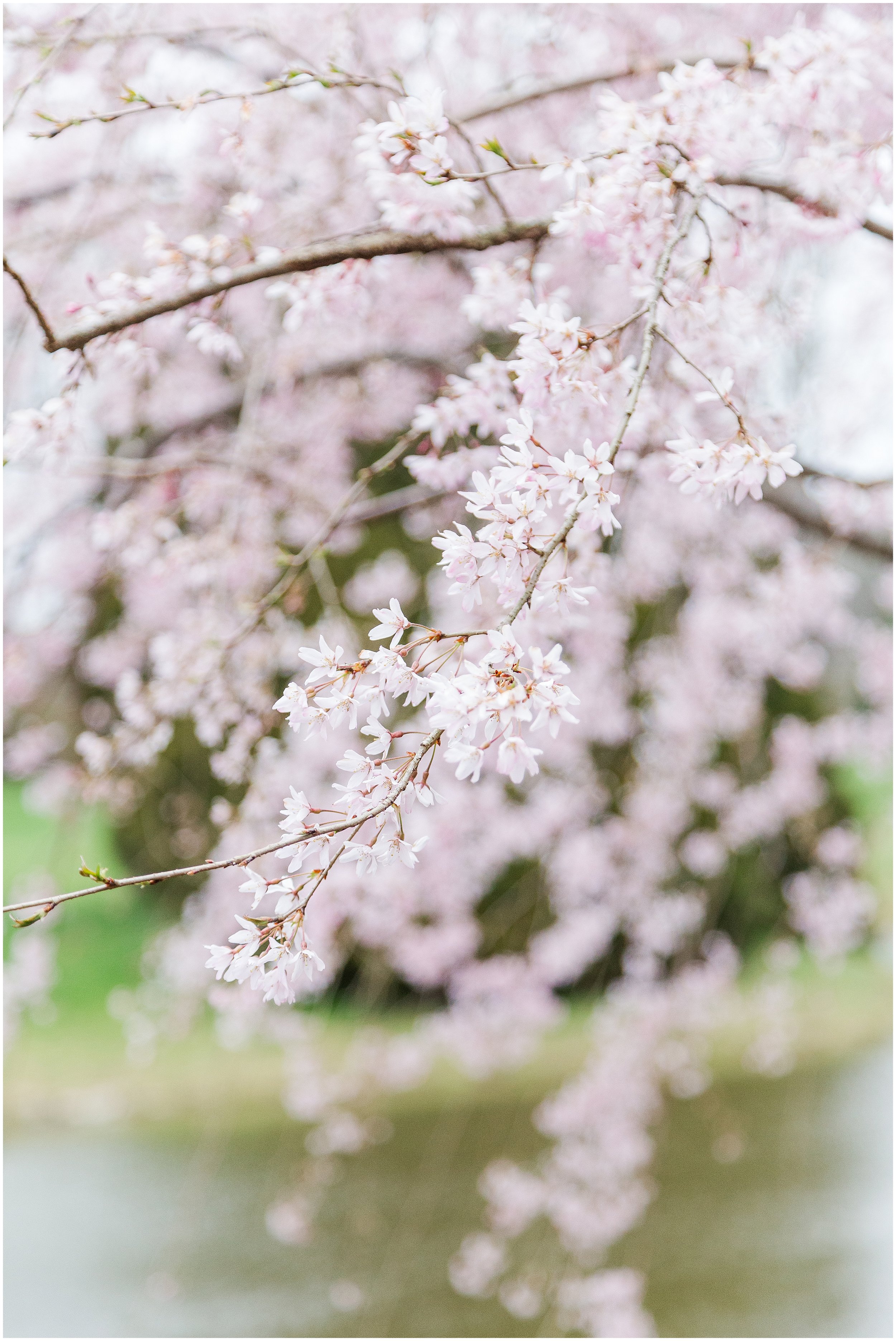 cherry-blossoms-dc-brooksidegardens-spring-2024_0018.jpg