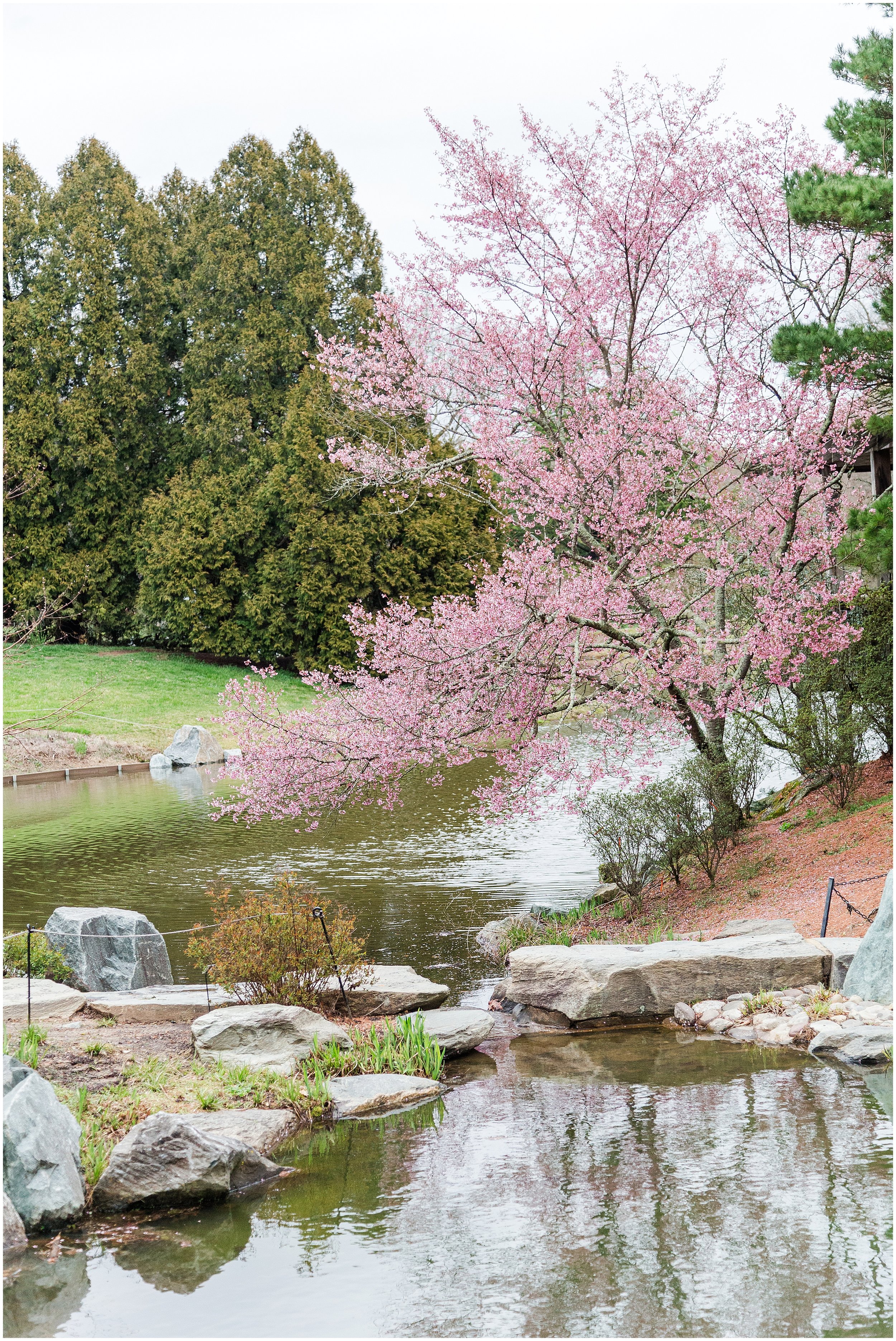 cherry-blossoms-dc-brooksidegardens-spring-2024_0017.jpg