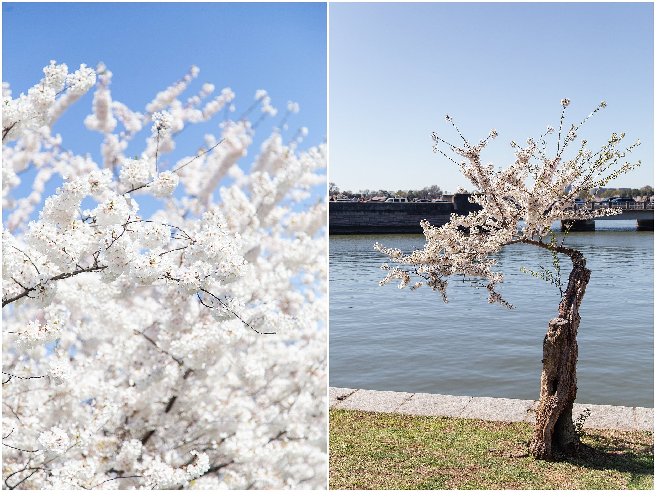 cherry-blossoms-dc-scopeitout-coloncancer-walk-_0008.jpg
