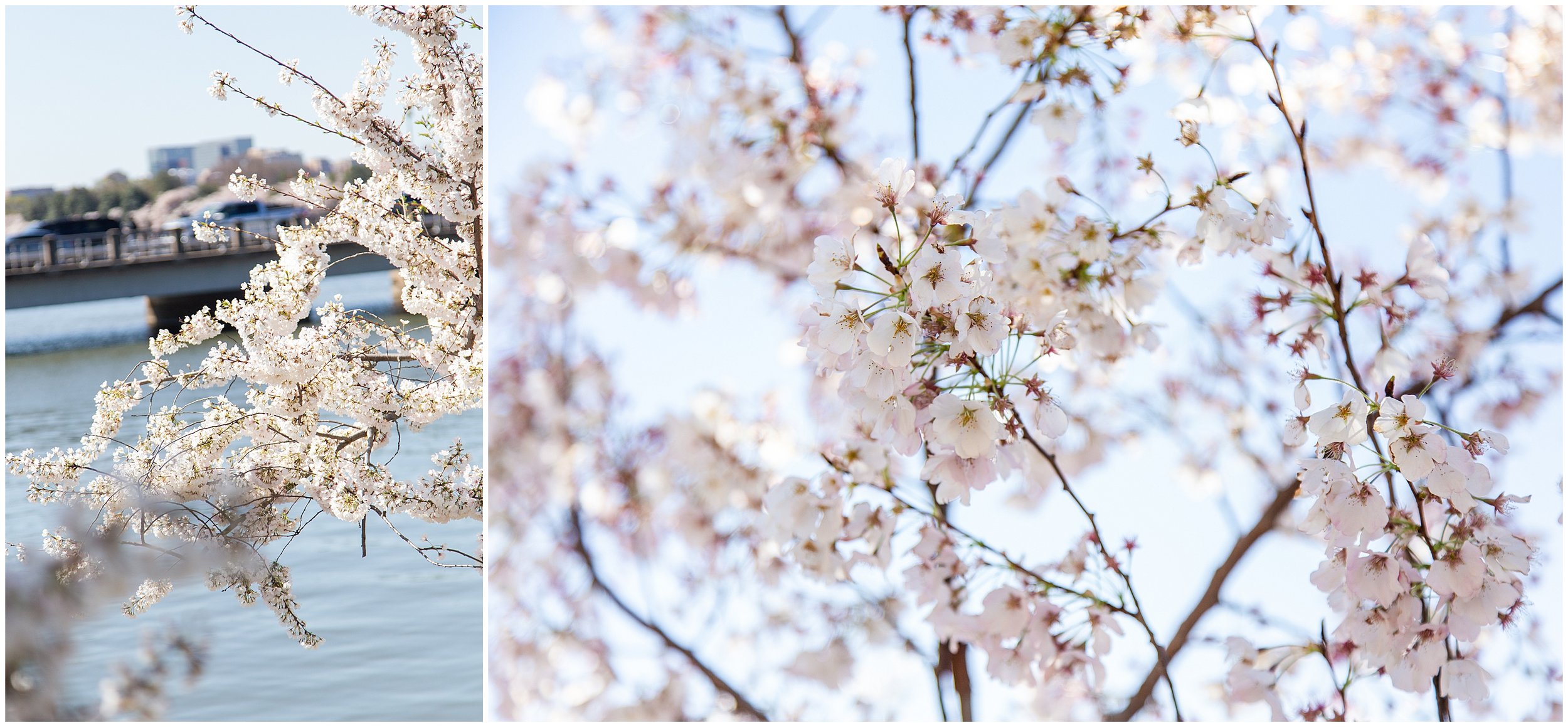 cherry-blossoms-dc-scopeitout-coloncancer-walk-_0009.jpg