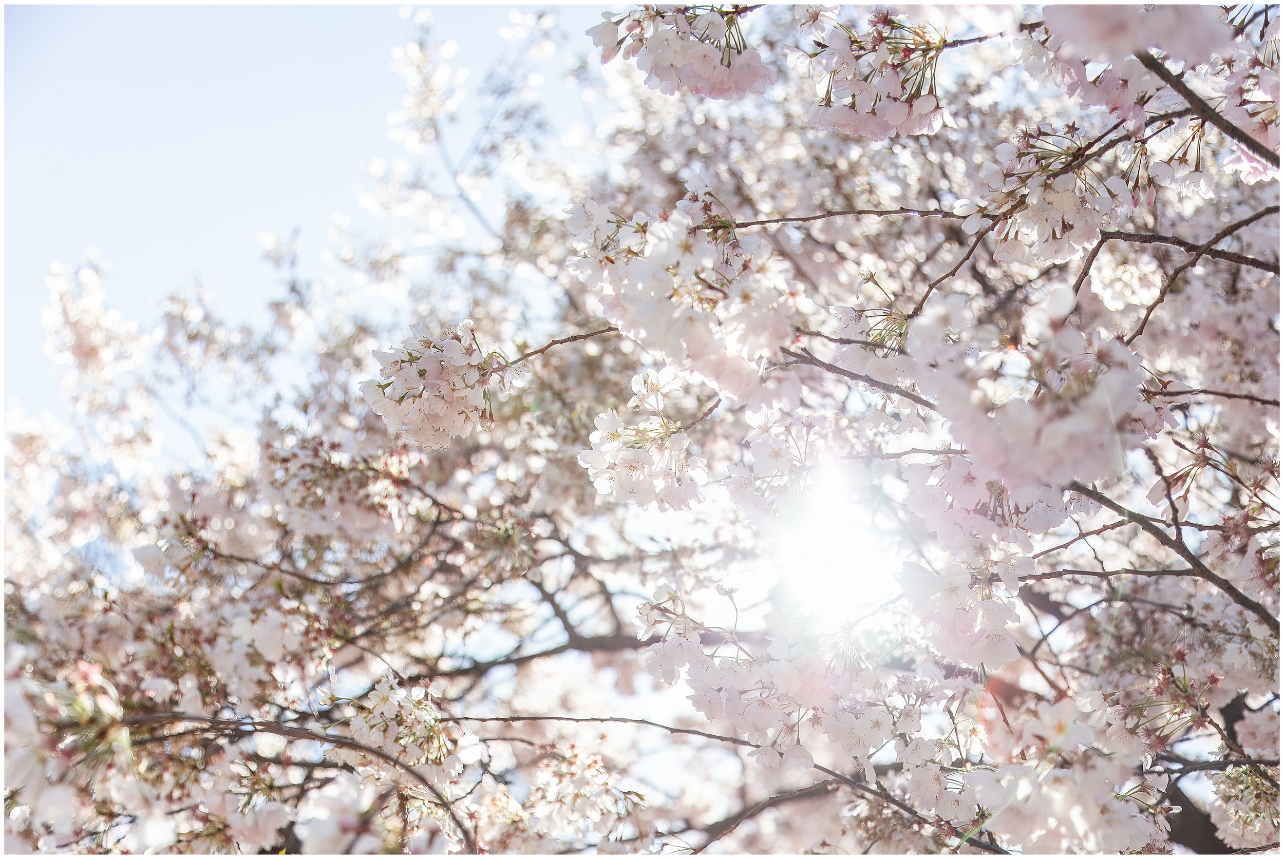 cherry-blossoms-dc-scopeitout-coloncancer-walk-_0010.jpg
