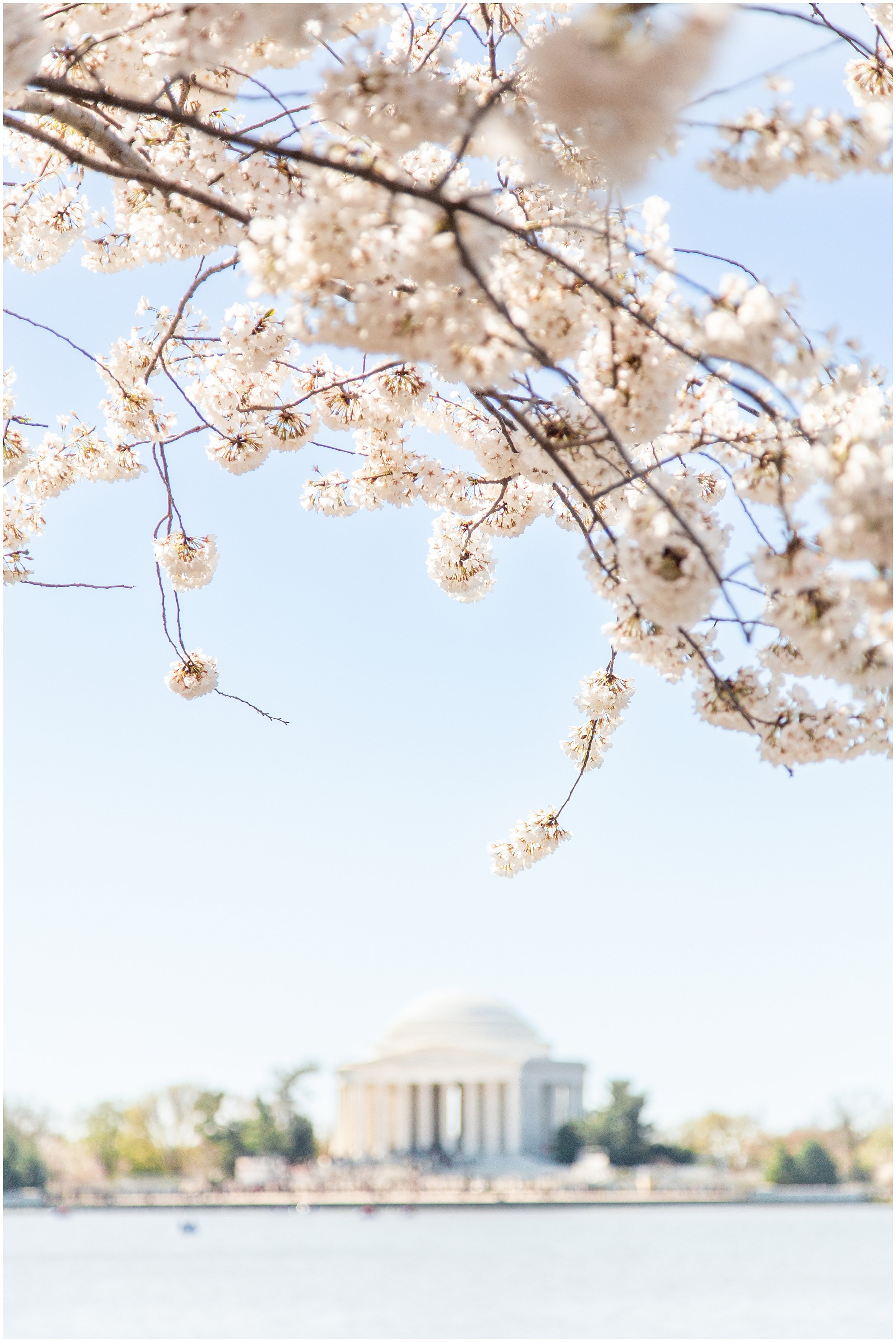 cherry-blossoms-dc-scopeitout-coloncancer-walk-_0012.jpg