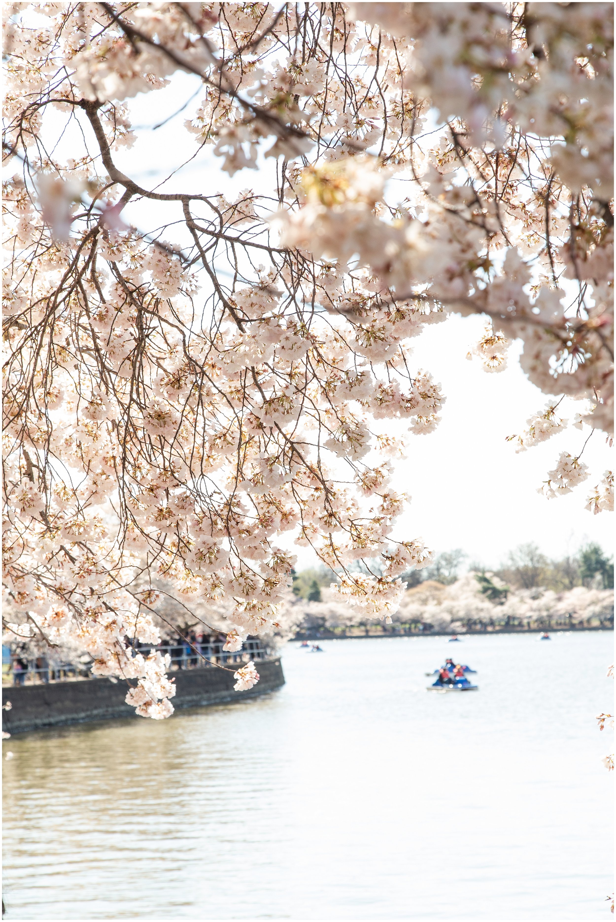 cherry-blossoms-dc-scopeitout-coloncancer-walk-_0017.jpg