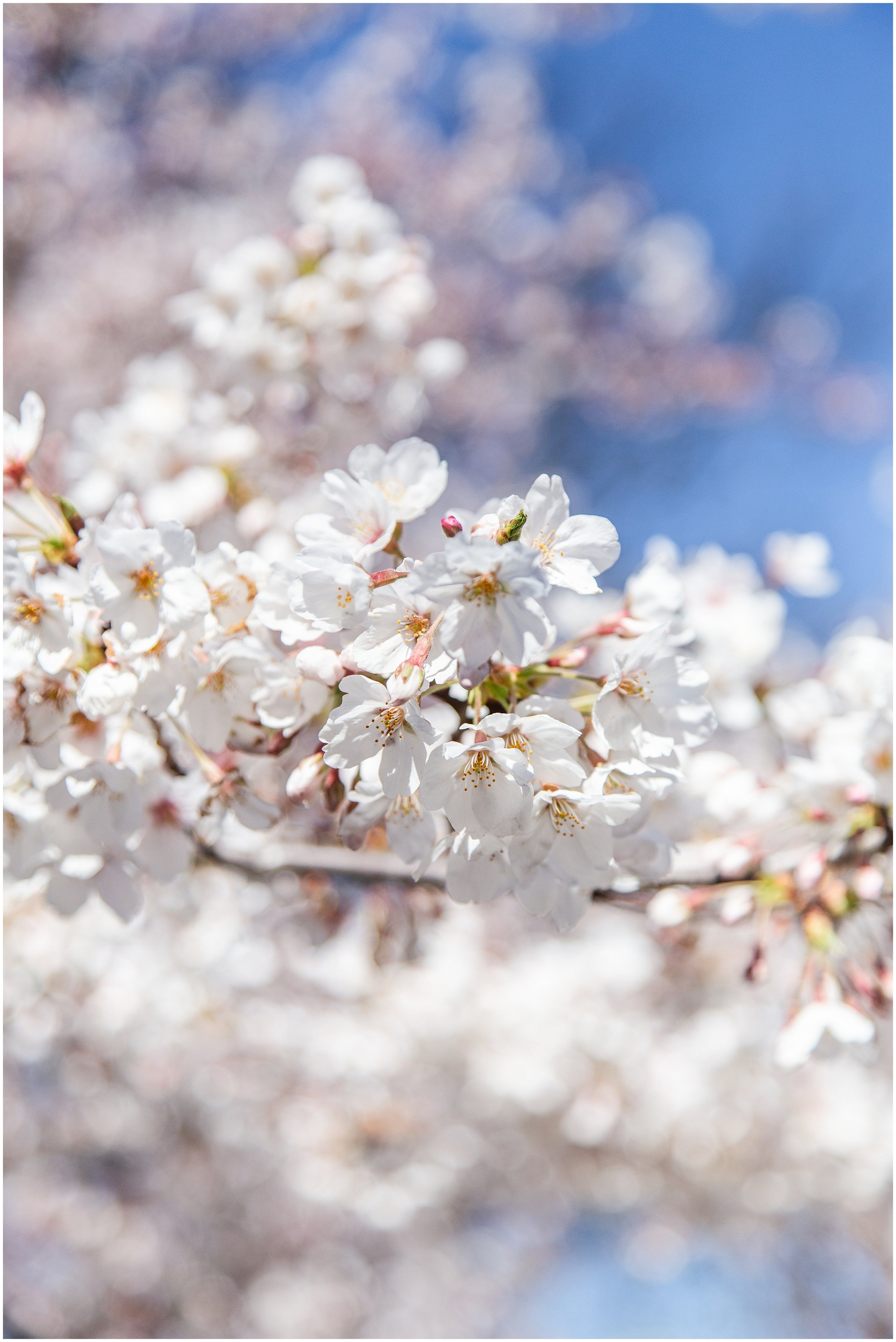cherry-blossoms-dc-scopeitout-coloncancer-walk-_0018.jpg