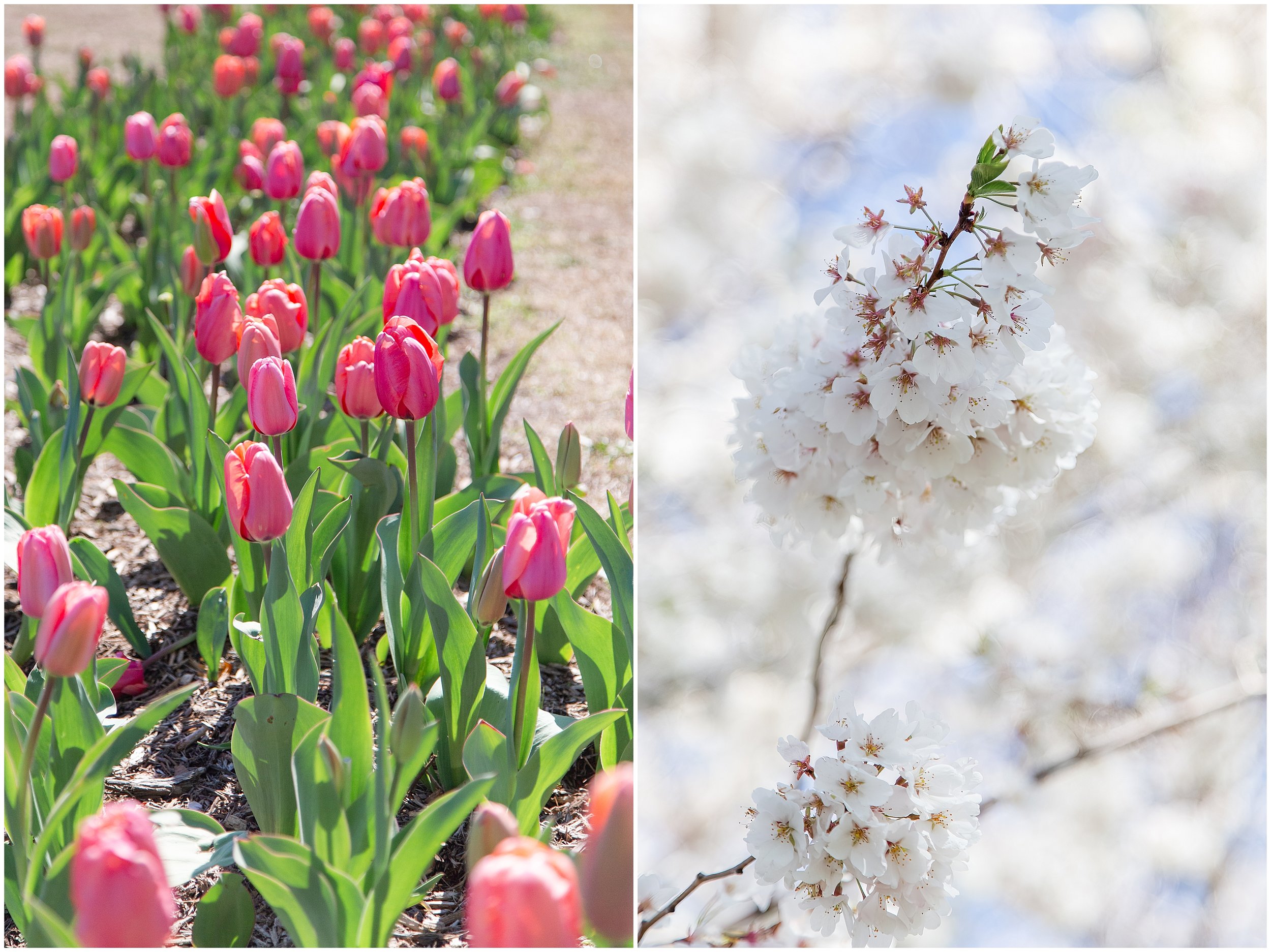 cherry-blossoms-dc-scopeitout-coloncancer-walk-_0019.jpg