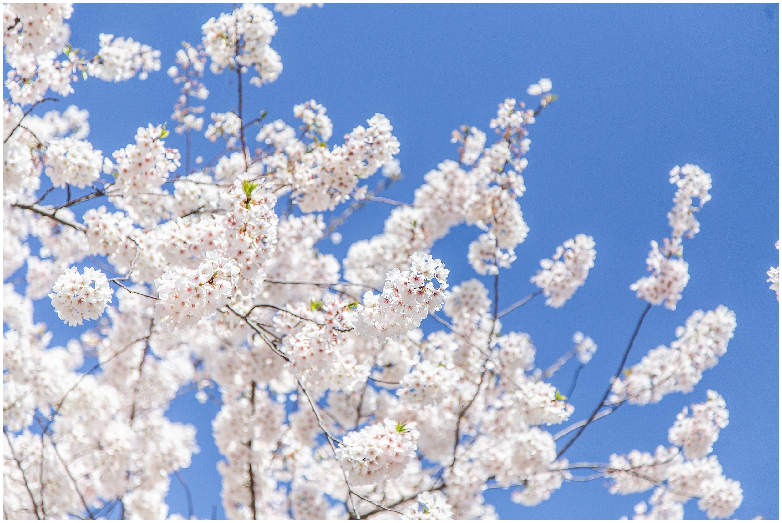 cherry-blossoms-dc-scopeitout-coloncancer-walk-_0020.jpg