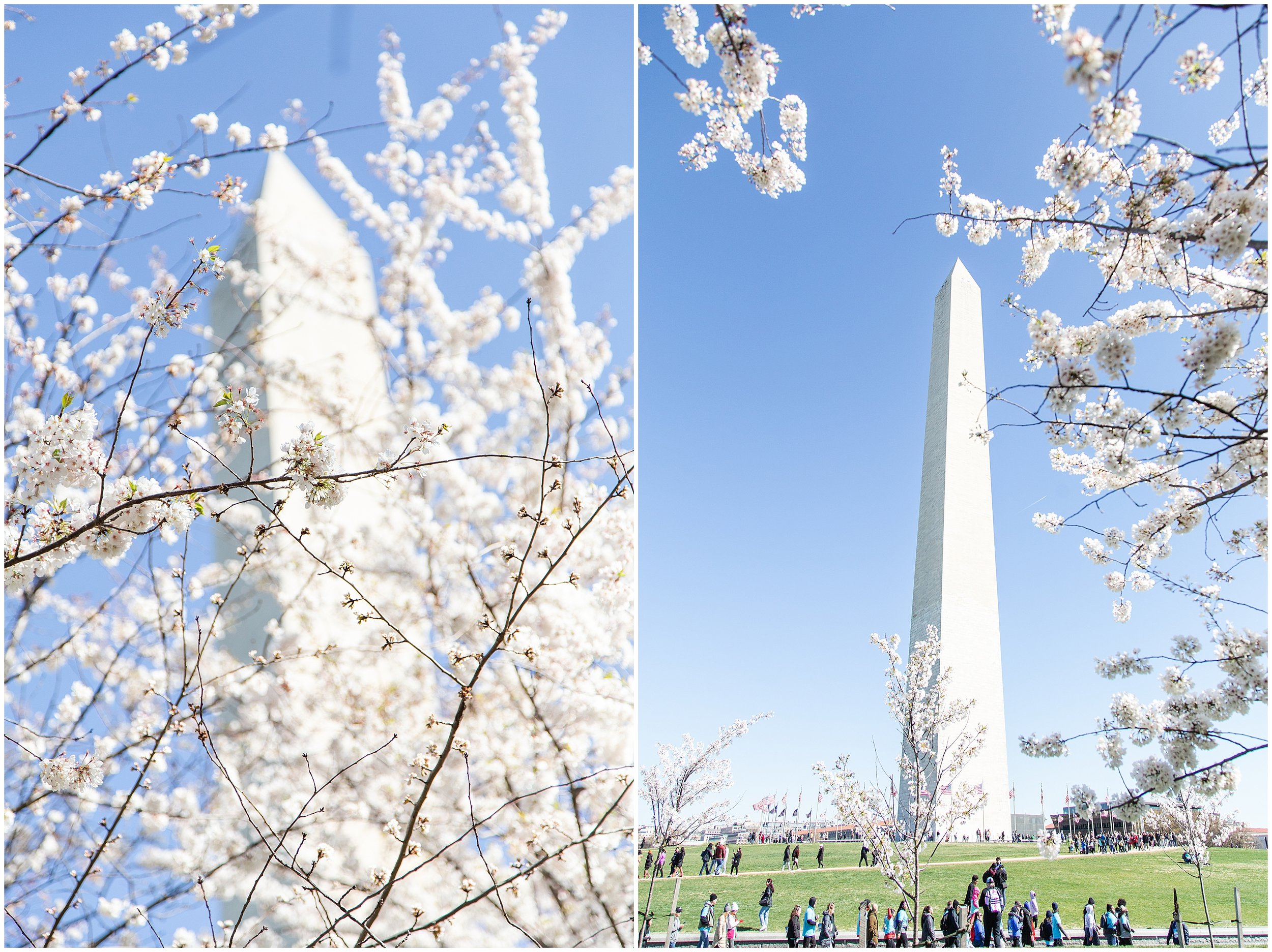 cherry-blossoms-dc-scopeitout-coloncancer-walk-_0021.jpg