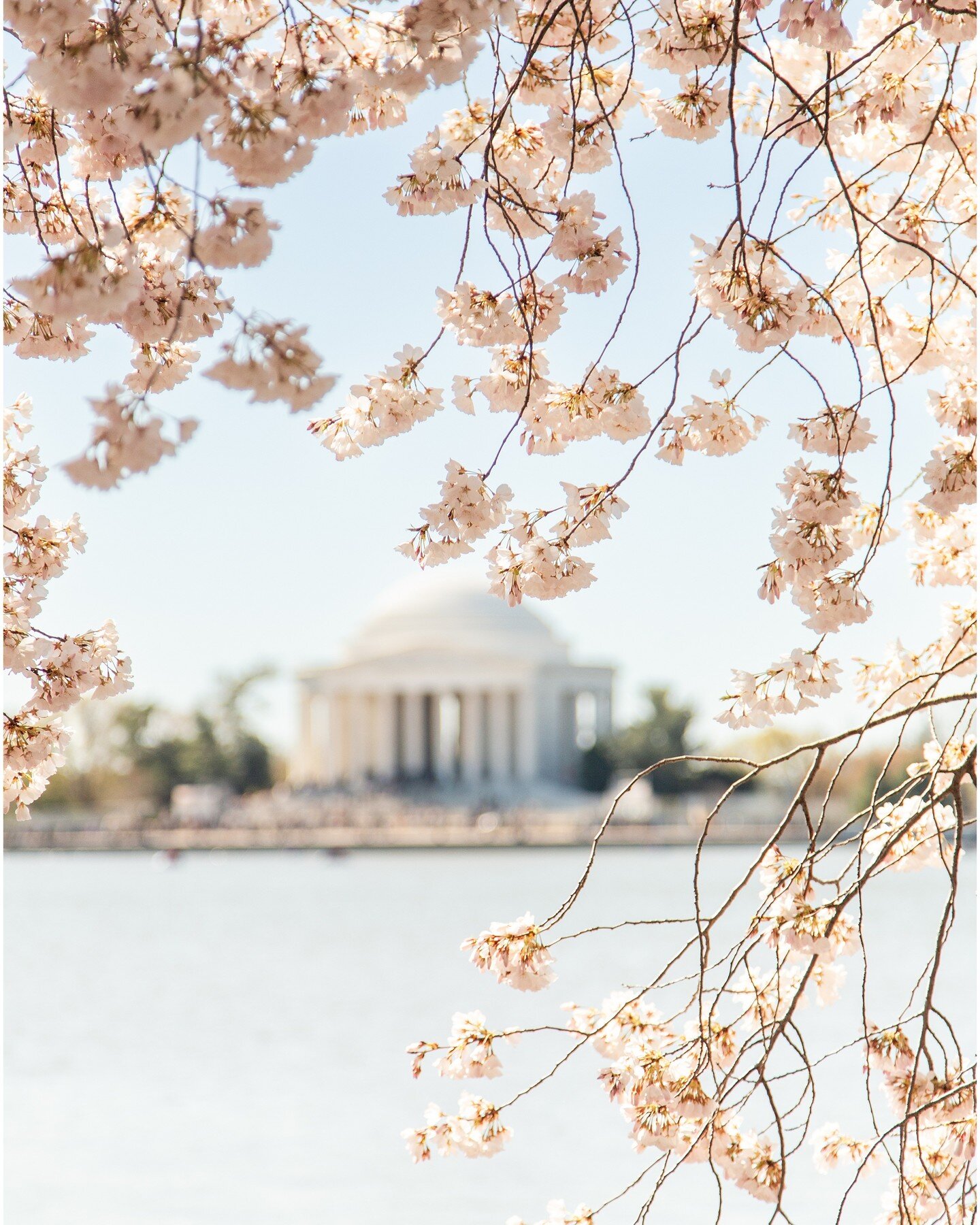 Made it to the iconic blossoms this weekend! Always gorgeous (and always crowded)....last pic shows why I typically avoid all this, but it is beautiful! 

.
.
.
.
.
#ginnyfilerphotography #igdc #washingtondc #dmvfamilyphotographer #washpost #huffpost