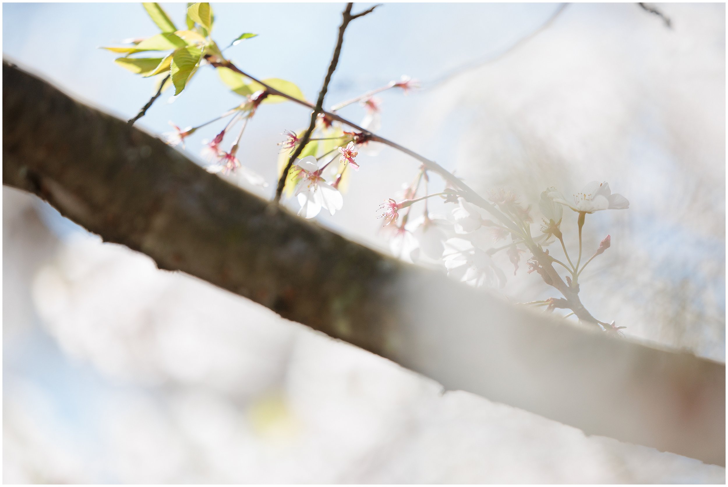 cherry-blossoms-spring-Kenwood-Maryland_0002.jpg