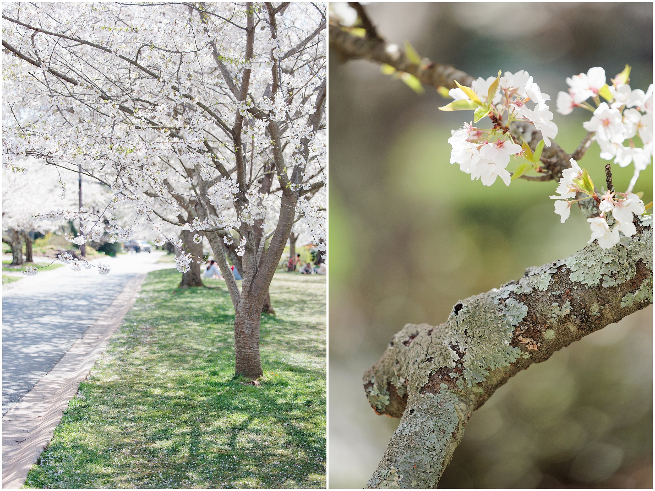 cherry-blossoms-spring-Kenwood-Maryland_0001.jpg