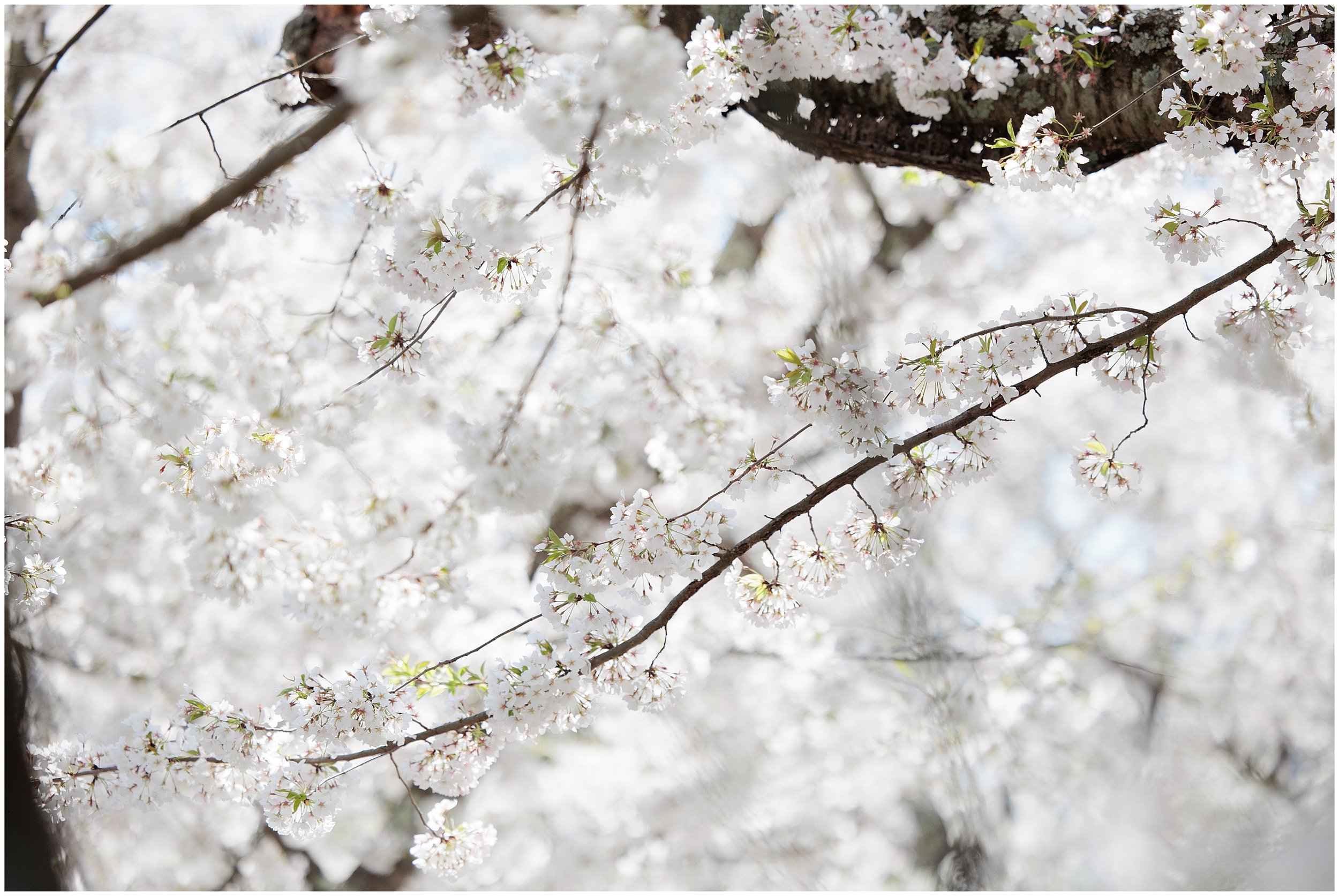 cherry-blossoms-spring-Kenwood-Maryland_0004.jpg