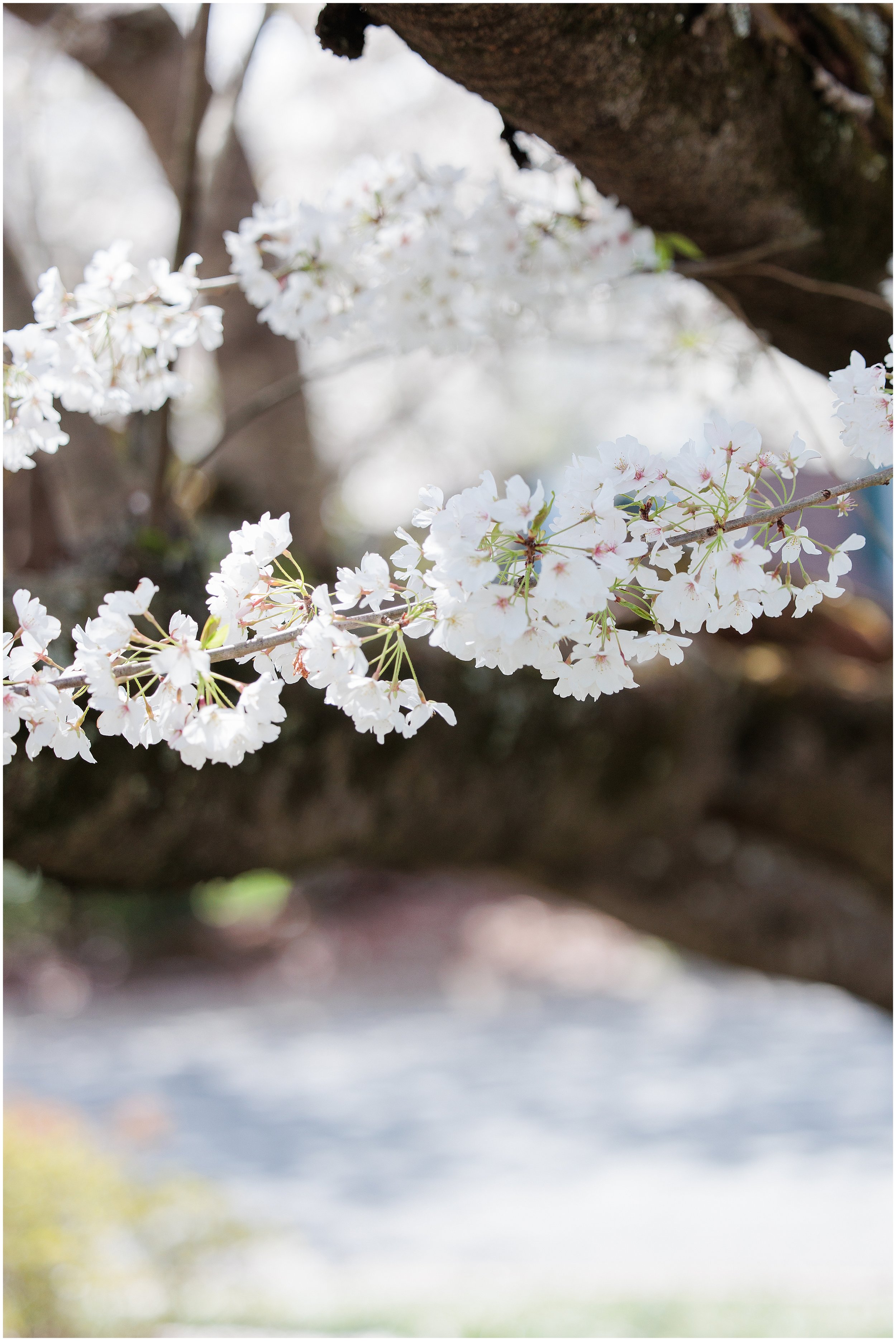cherry-blossoms-spring-Kenwood-Maryland_0005.jpg
