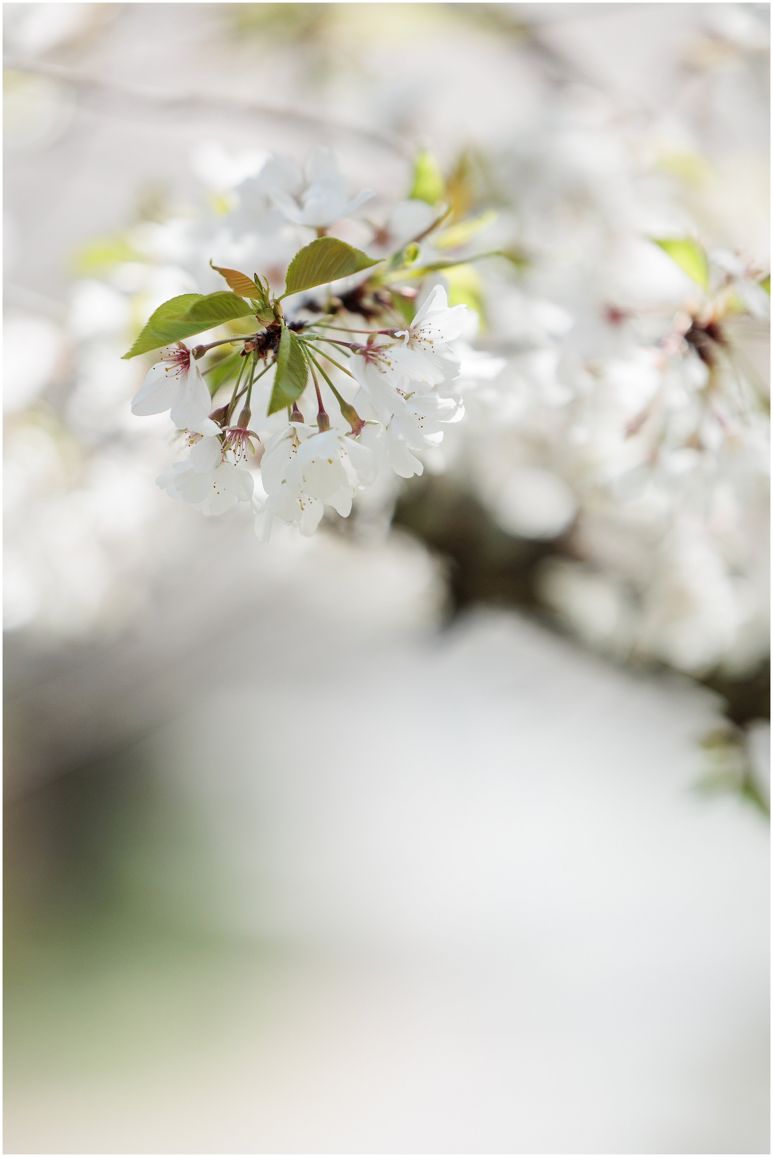 cherry-blossoms-spring-Kenwood-Maryland_0006.jpg