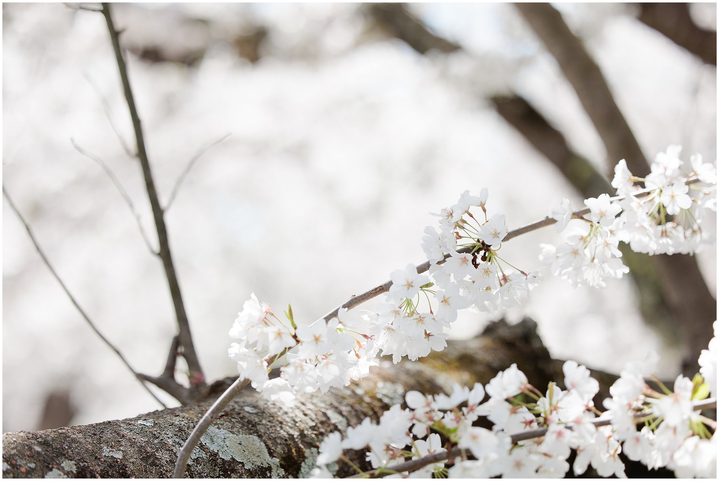 cherry-blossoms-spring-Kenwood-Maryland_0007.jpg