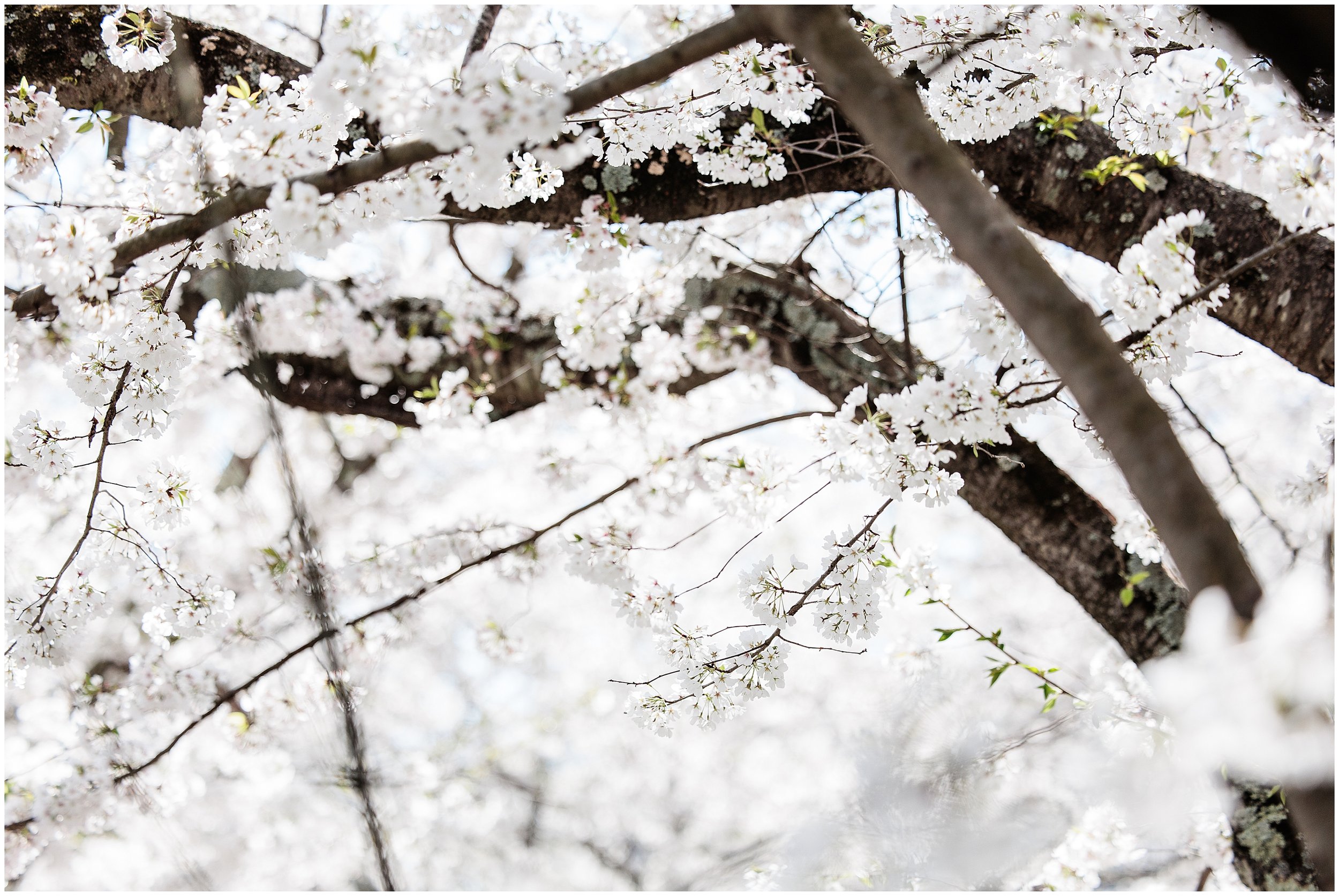 cherry-blossoms-spring-Kenwood-Maryland_0008.jpg