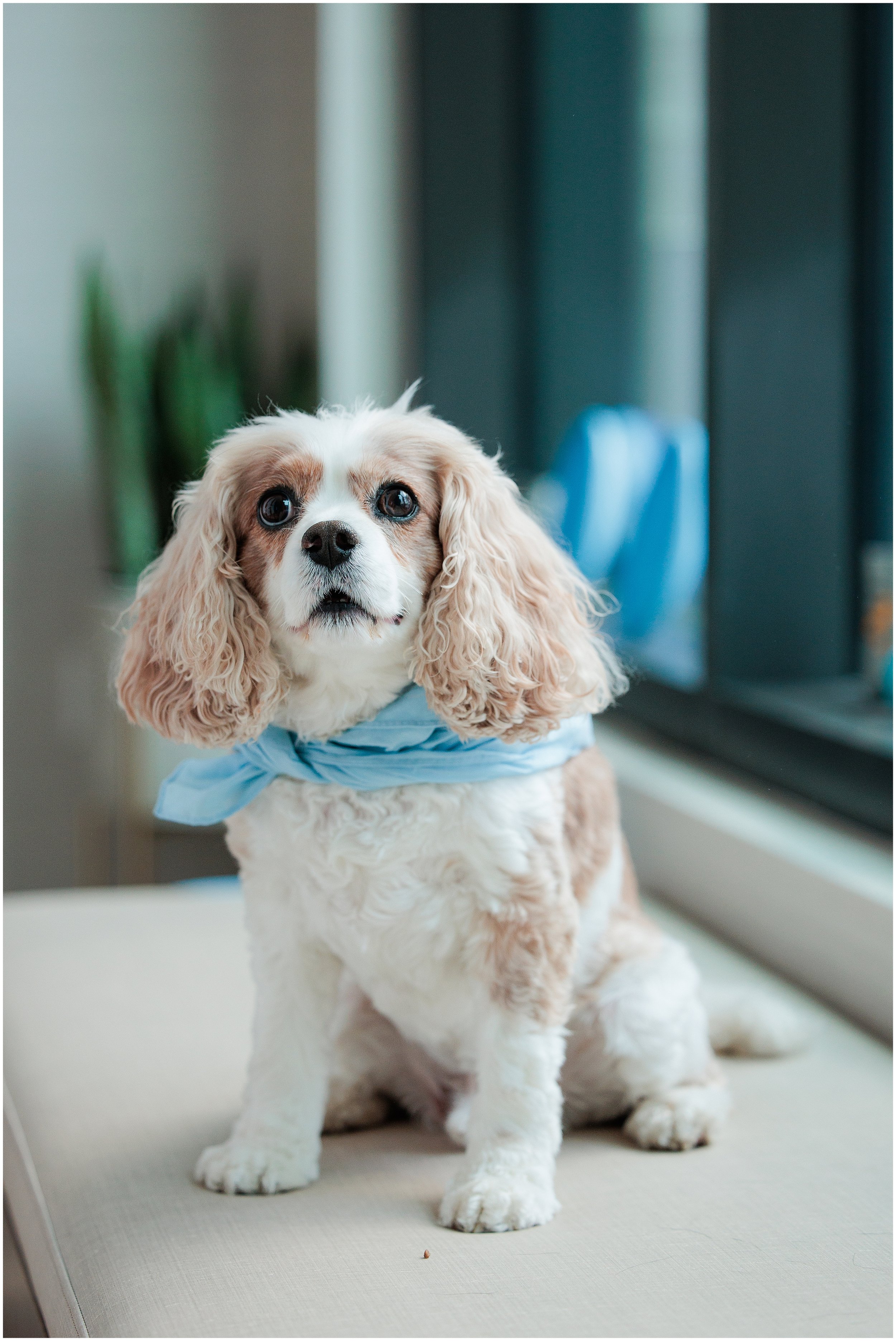 Goodvets-branding-crystalcity_0007.jpg