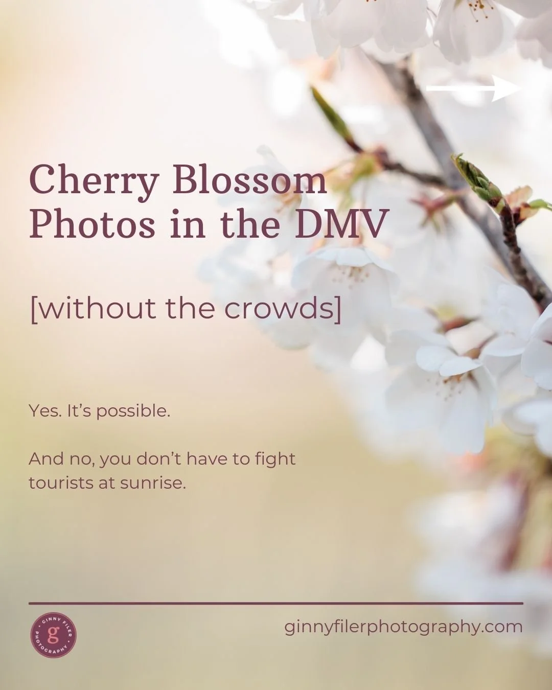 Looking for the best cherry blossom photo locations in the DMV without battling Tidal Basin crowds?

As a family photographer in the DMV, I always help families choose spring locations that feel calm, manageable, and actually enjoyable for kids.

Ken