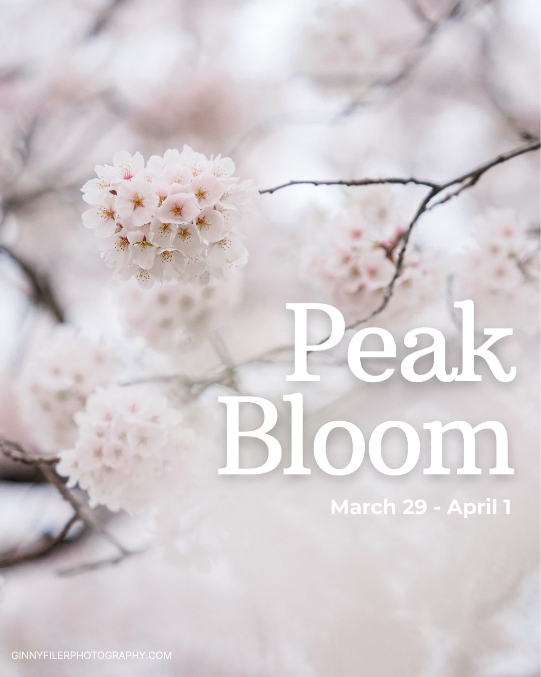 Cherry Blossom Peak bloom has just been announced for the DC Tidal Basin between March 29th and April 1st! 

I get waaaay too excited for this every year. And even BETTER news is I have 2 mini session dates to catch these beauties at locations that w