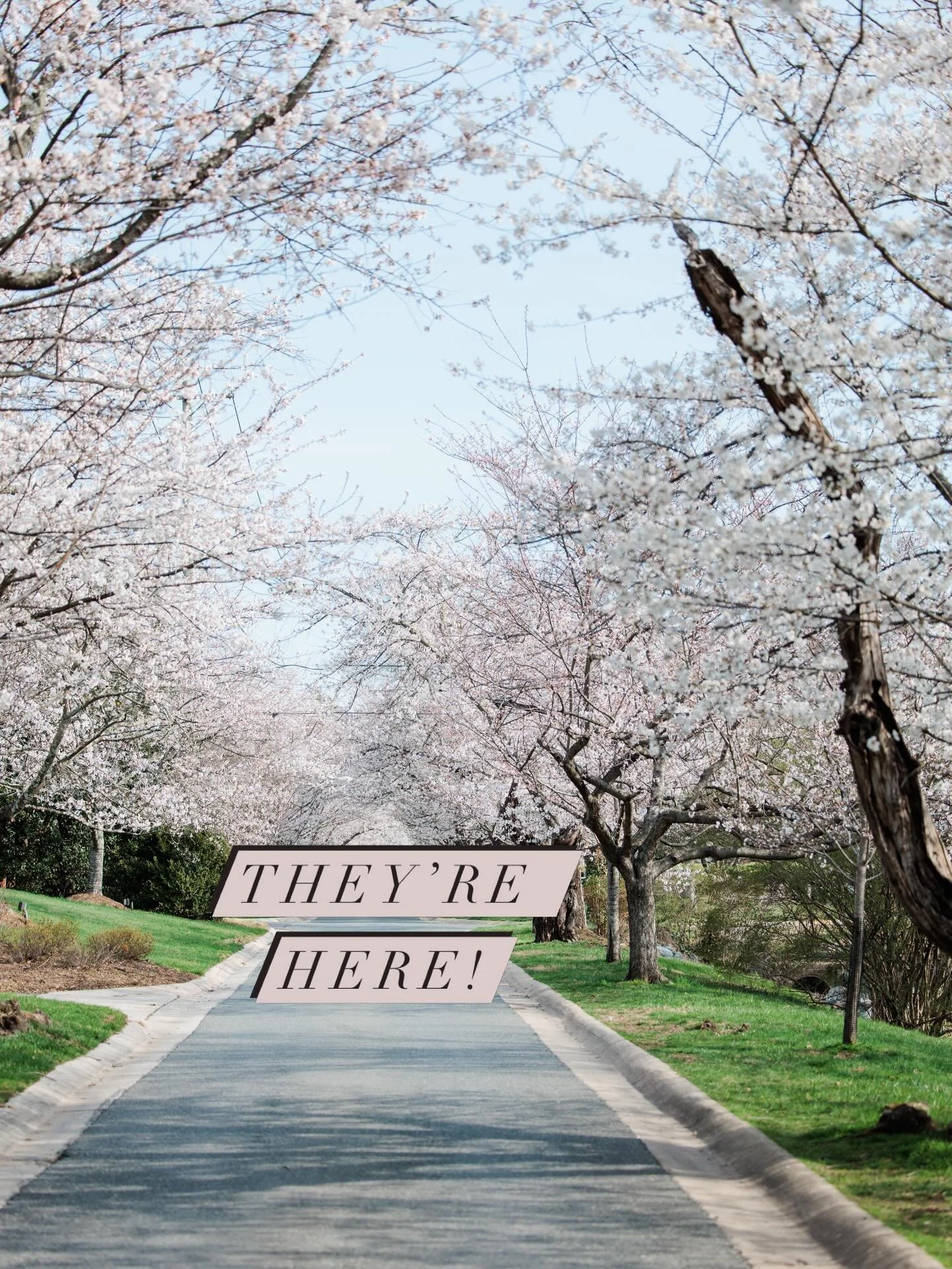 I took a little drive-through Kenwood this morning to see these beauties! 🌸💕🌸💕🌸💕