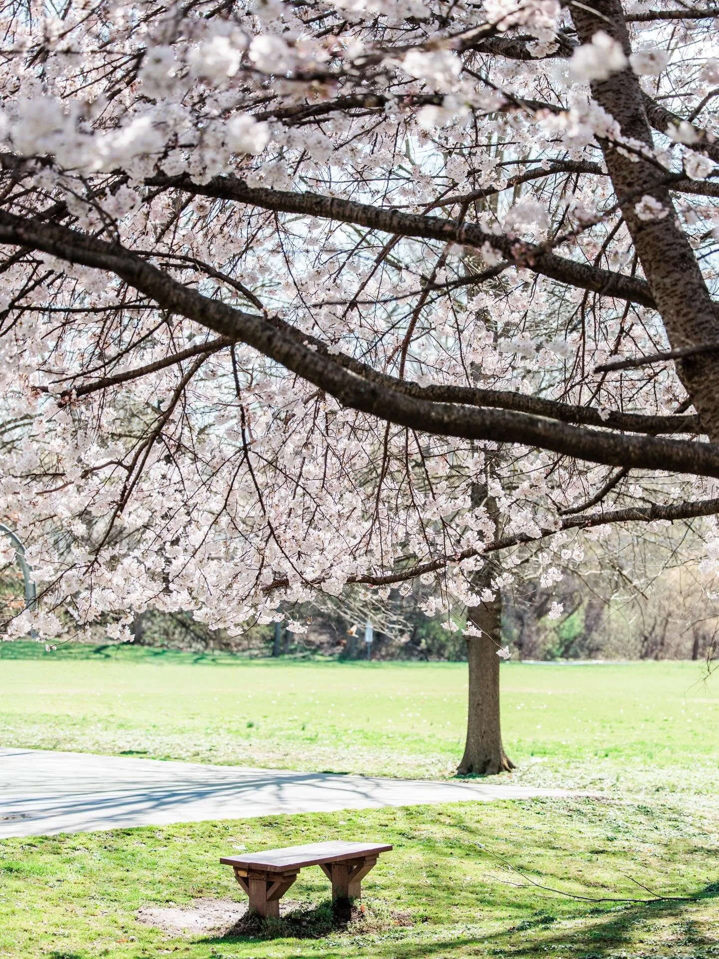Beautiful (but cold!) morning for mini sessions! The cherry blossoms were showing their stuff!! 🌸💕📸