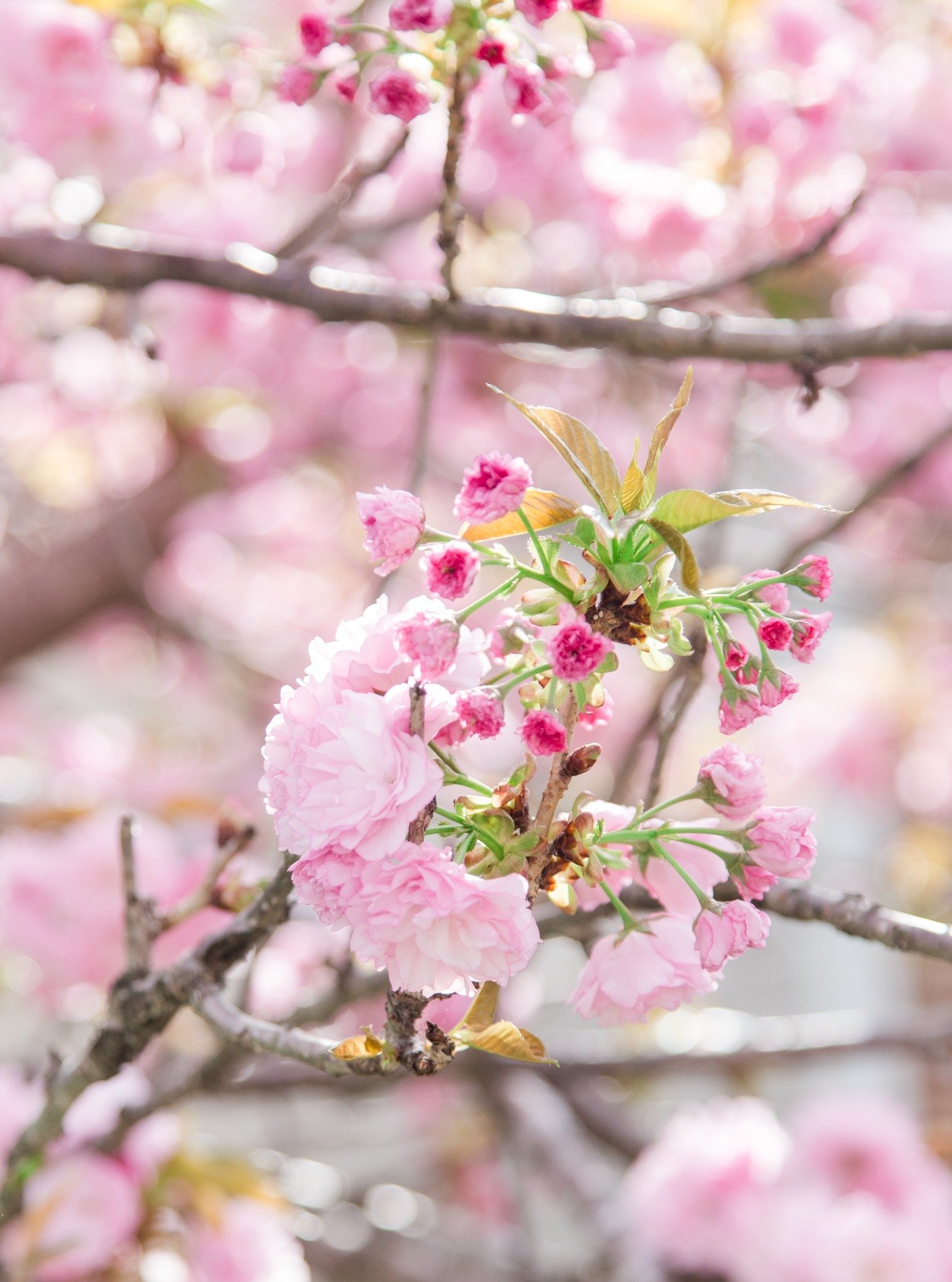 Happy Easter! All the Easter traditions- egg hunts, dying eggs, and of course the bunny cake and so much more. 

"Jesus came and stood among them and said, 'Peace be with you!' " John 20:19

Peace to all this Easter! 🐰🌸