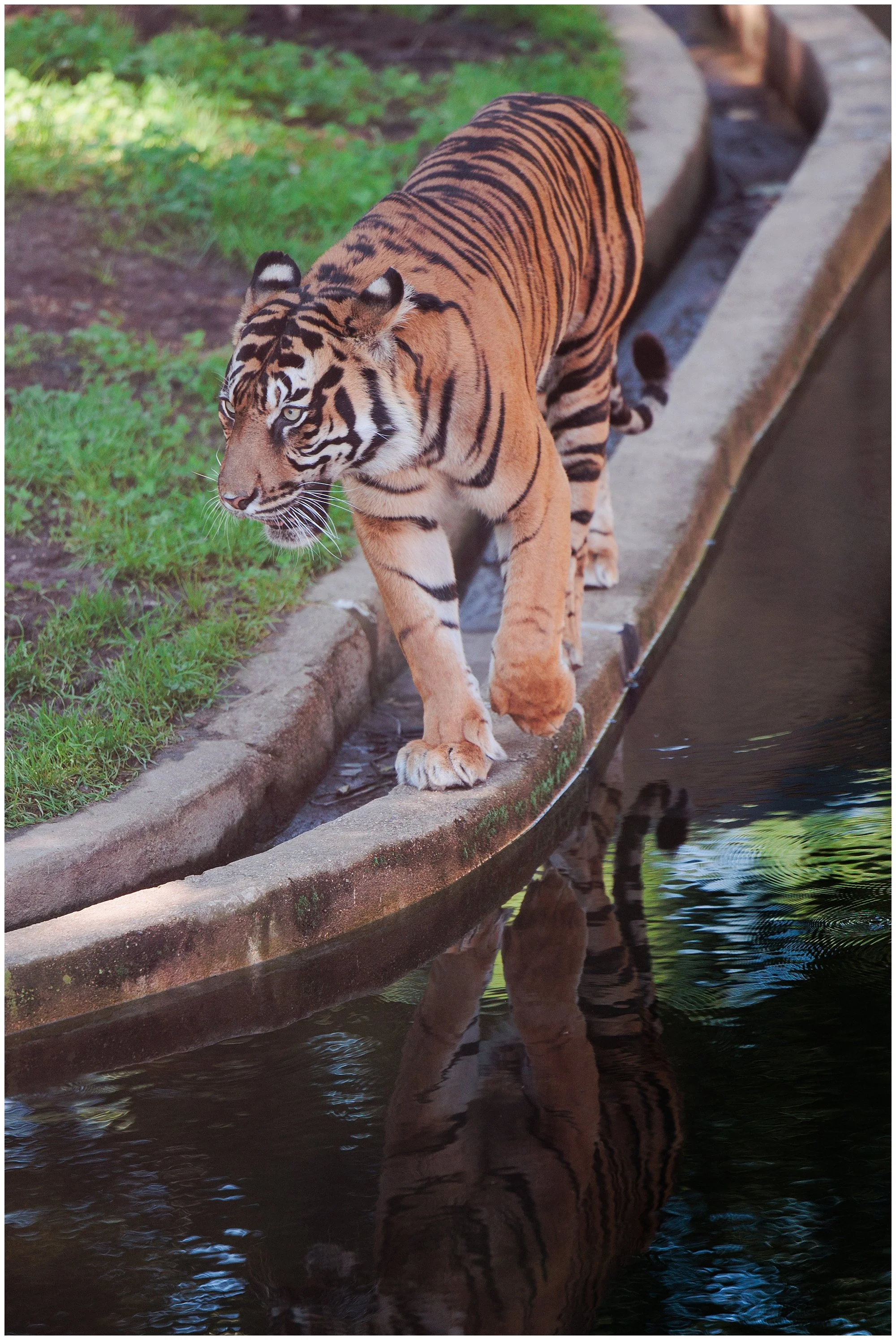  tiger walking at the washington dc zoo 