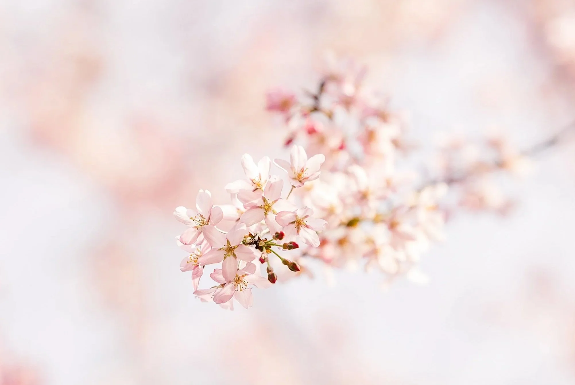 Best Cherry Blossom Spots in DMV (Without the Crowds!)