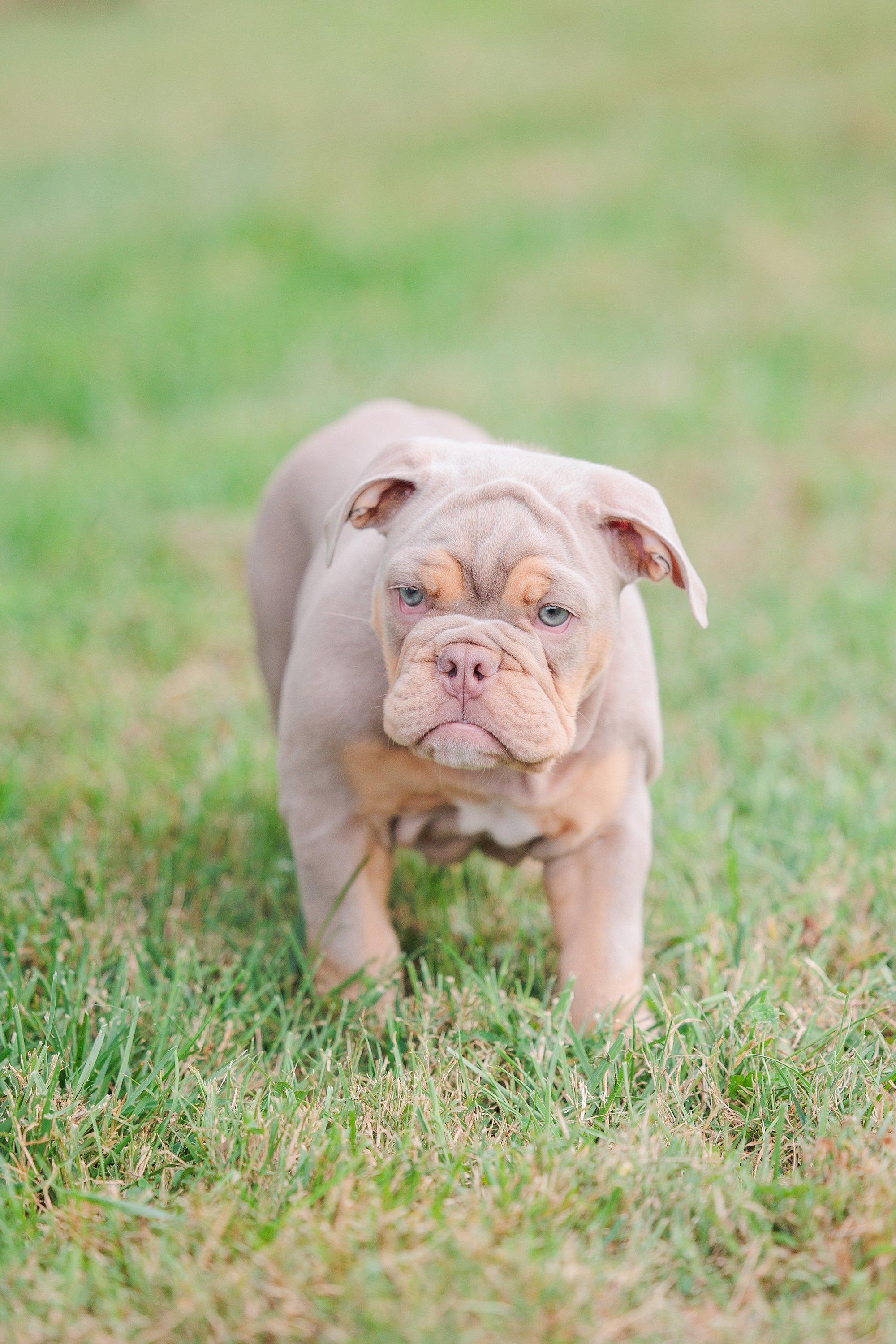 puppy bulldog in grass