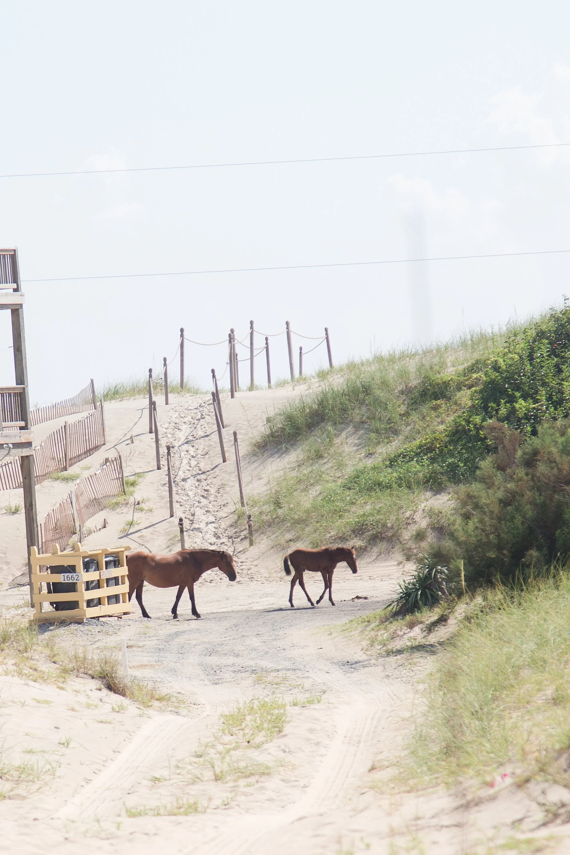 wild horse tour in Outer Banks NC