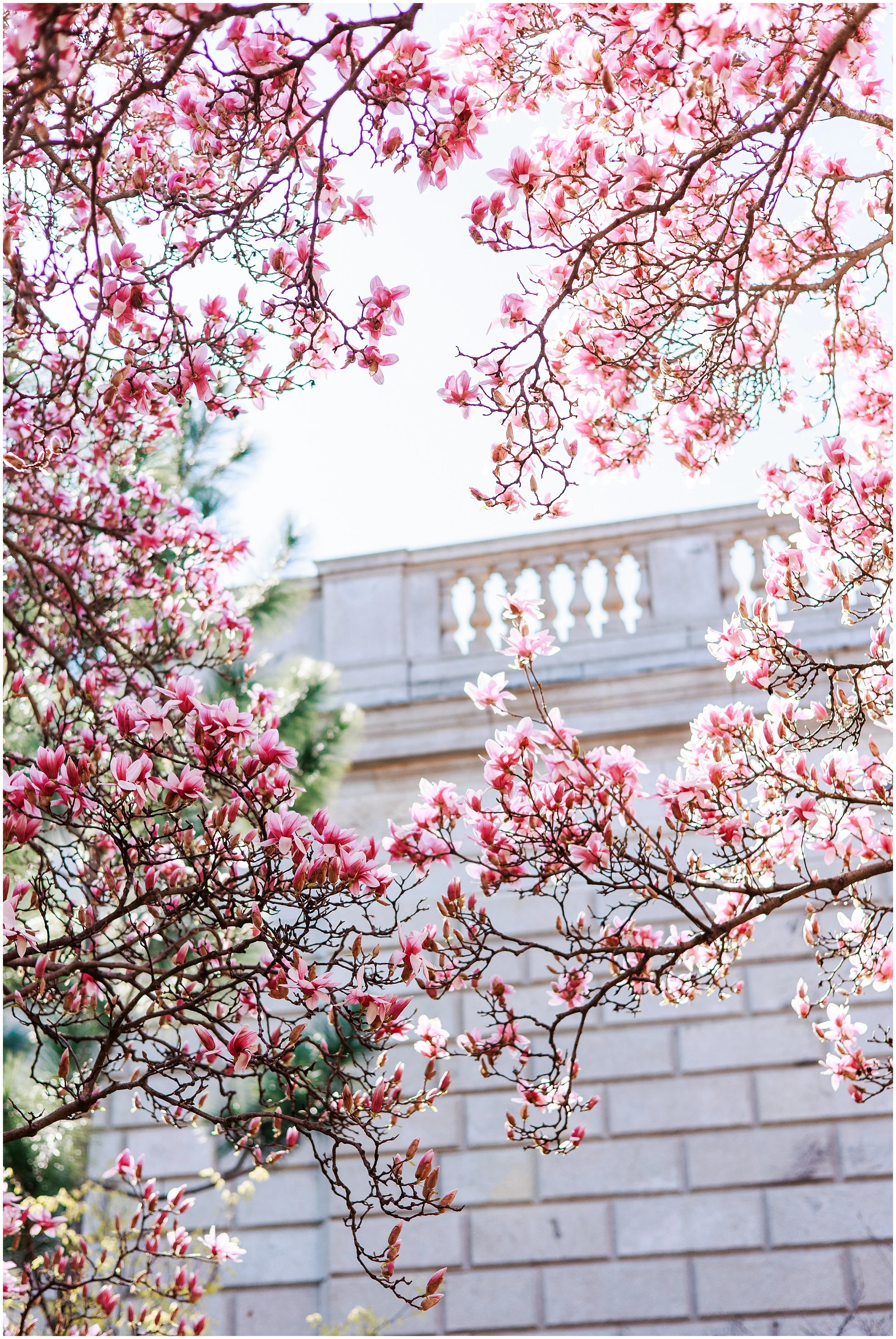magnolia trees blooming in washington dc