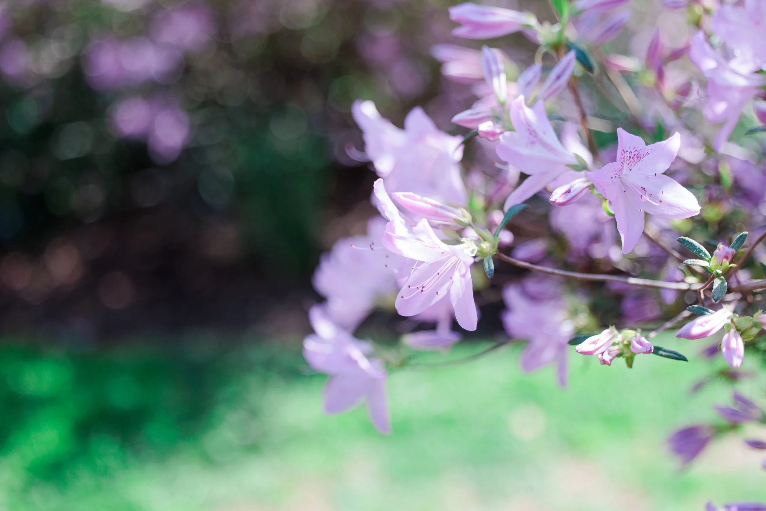 spring azalea flowers in bloom in Kensington Maryland park with soft background light  2. (family standing portrait)