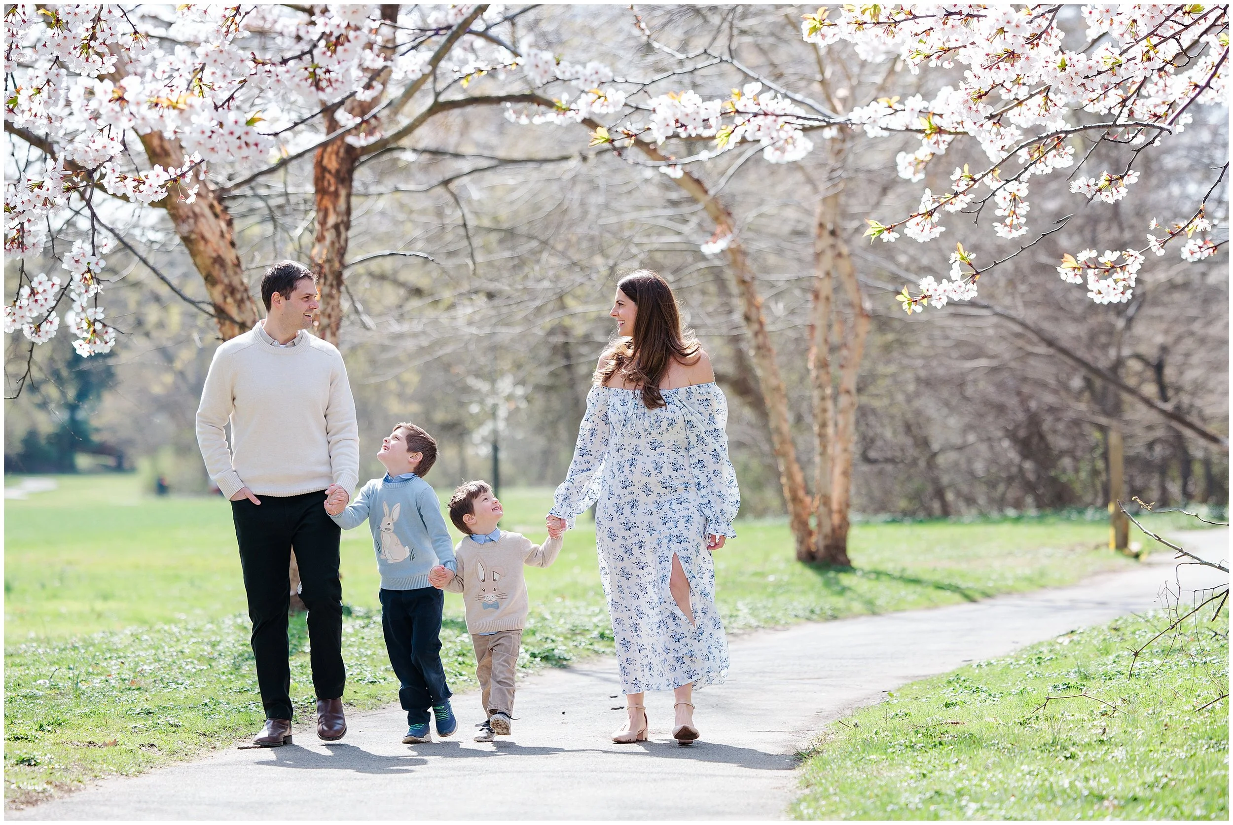 family walking in the cherry blossoms in Silver Spring MD