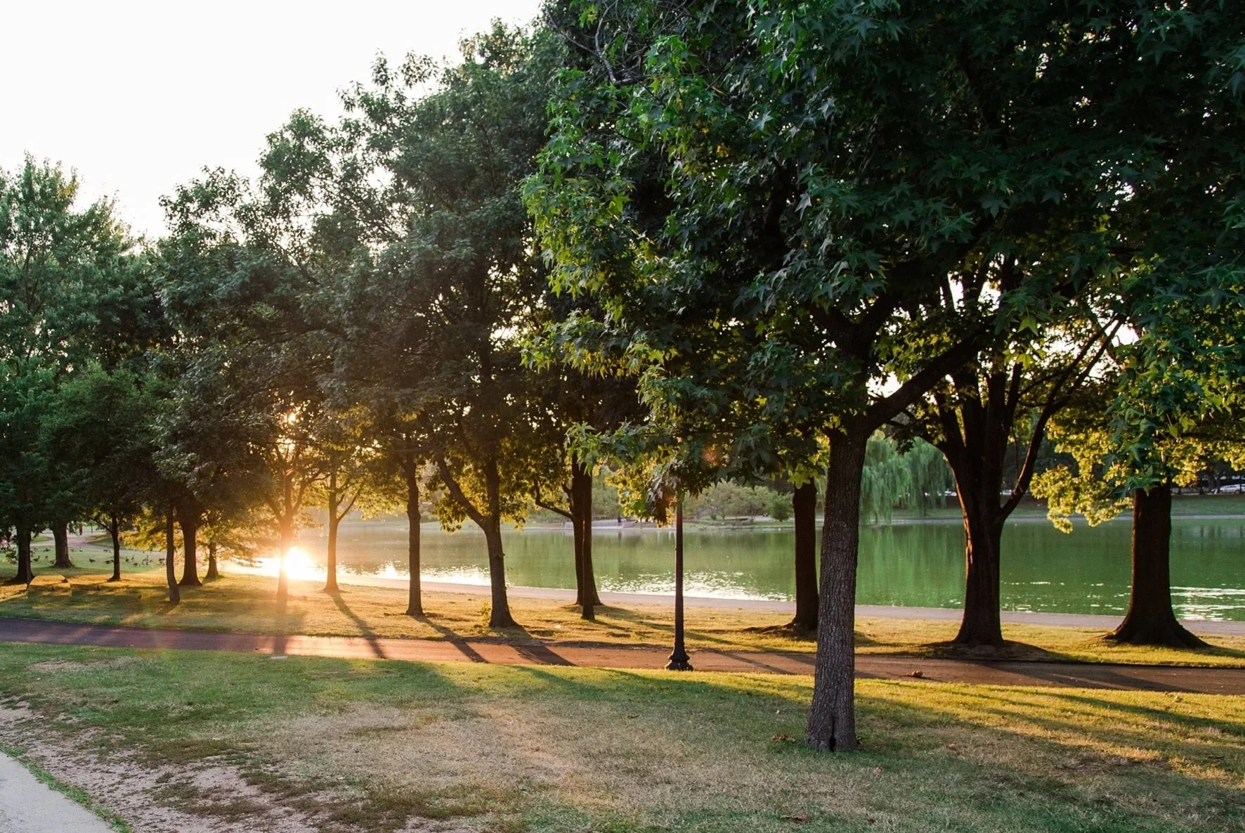 light streaming through trees in washington dc