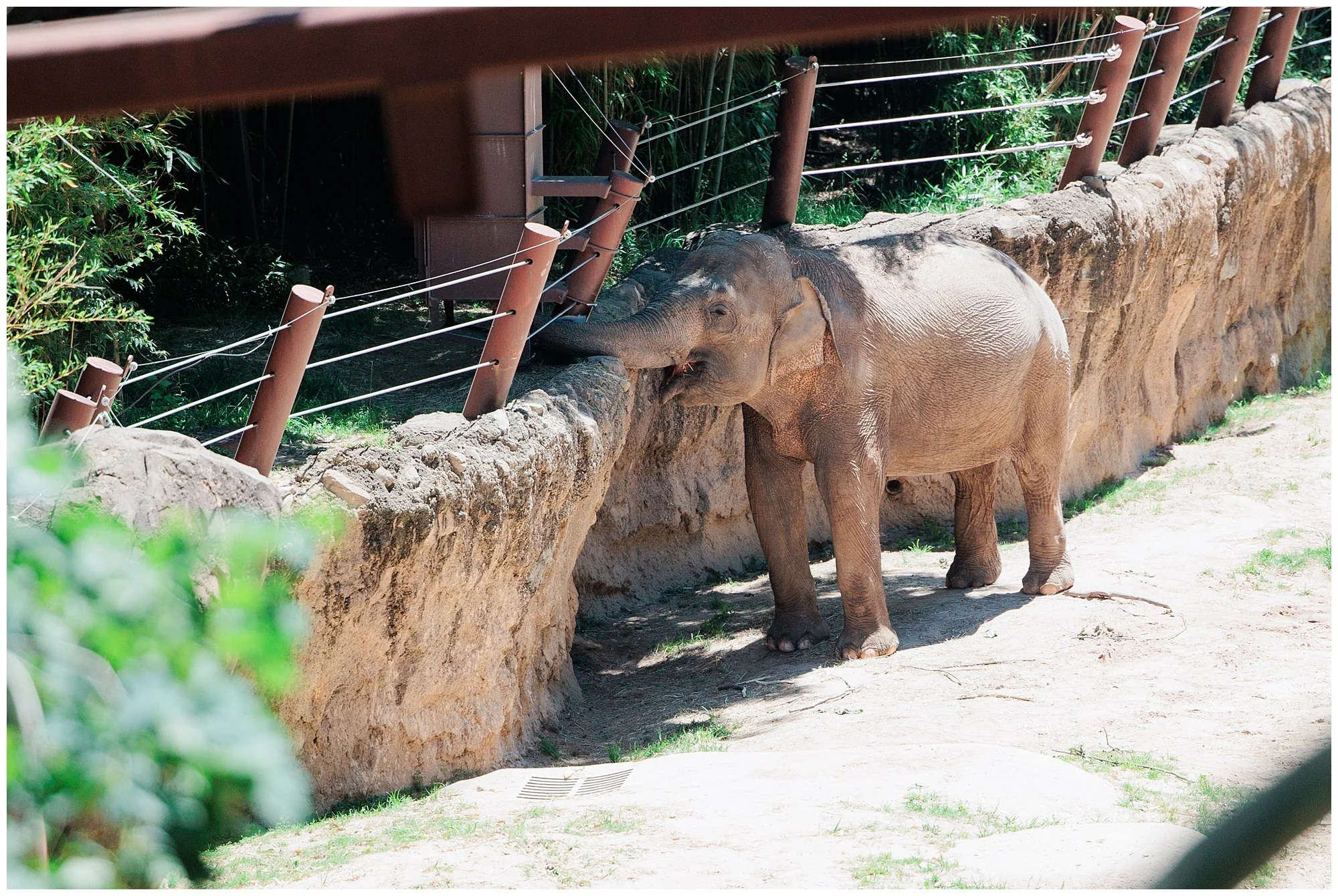 elephant at the national zoo