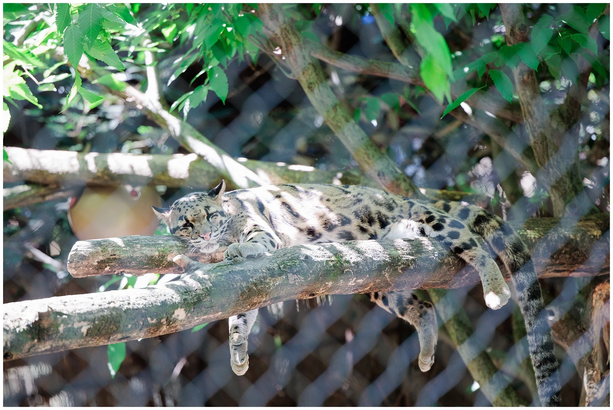 leopard sleeping on log at zoo in Washington DC