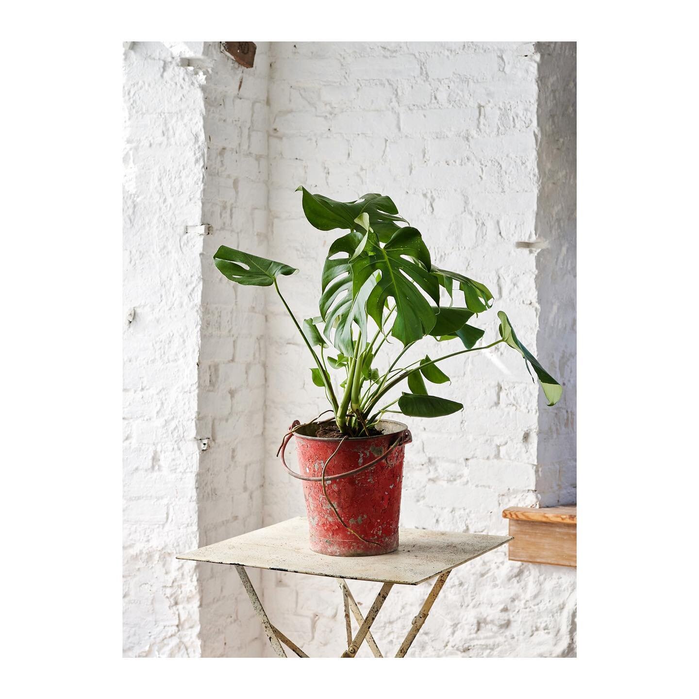 Gone a bit mad for plants in the studio at the moment, new addition monsterra in an old fire bucket I hopelessly failed at haggling for at a reclamation yard&hellip;.this how it goes:

(me) how much for this old fireman&rsquo;s bucket, seeing it has 