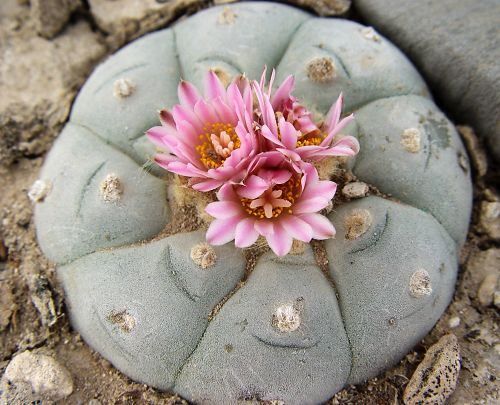 History of Peyote Pilgrimages through Headwaters-FULL