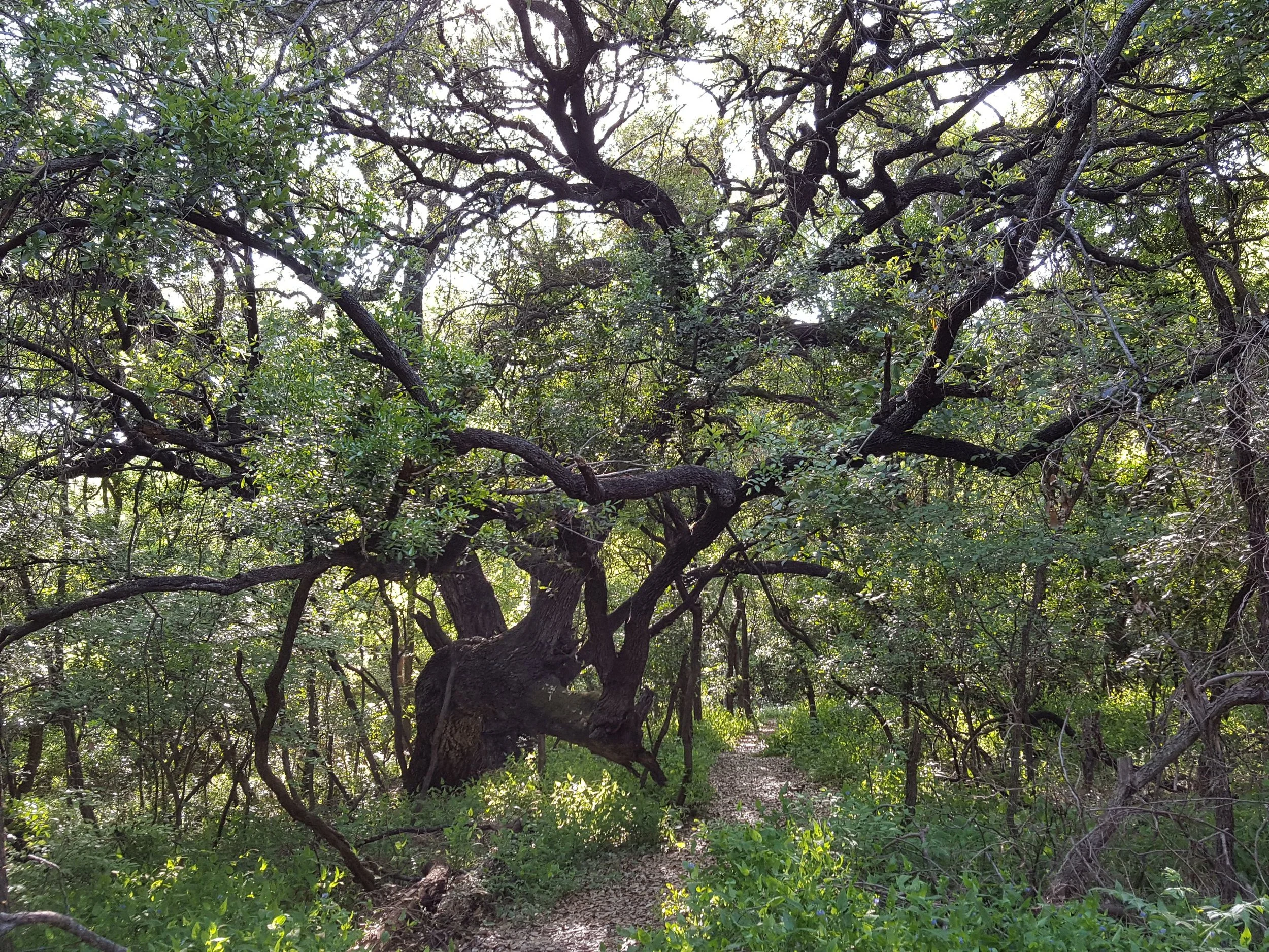 A Walk with John Muir - FULL