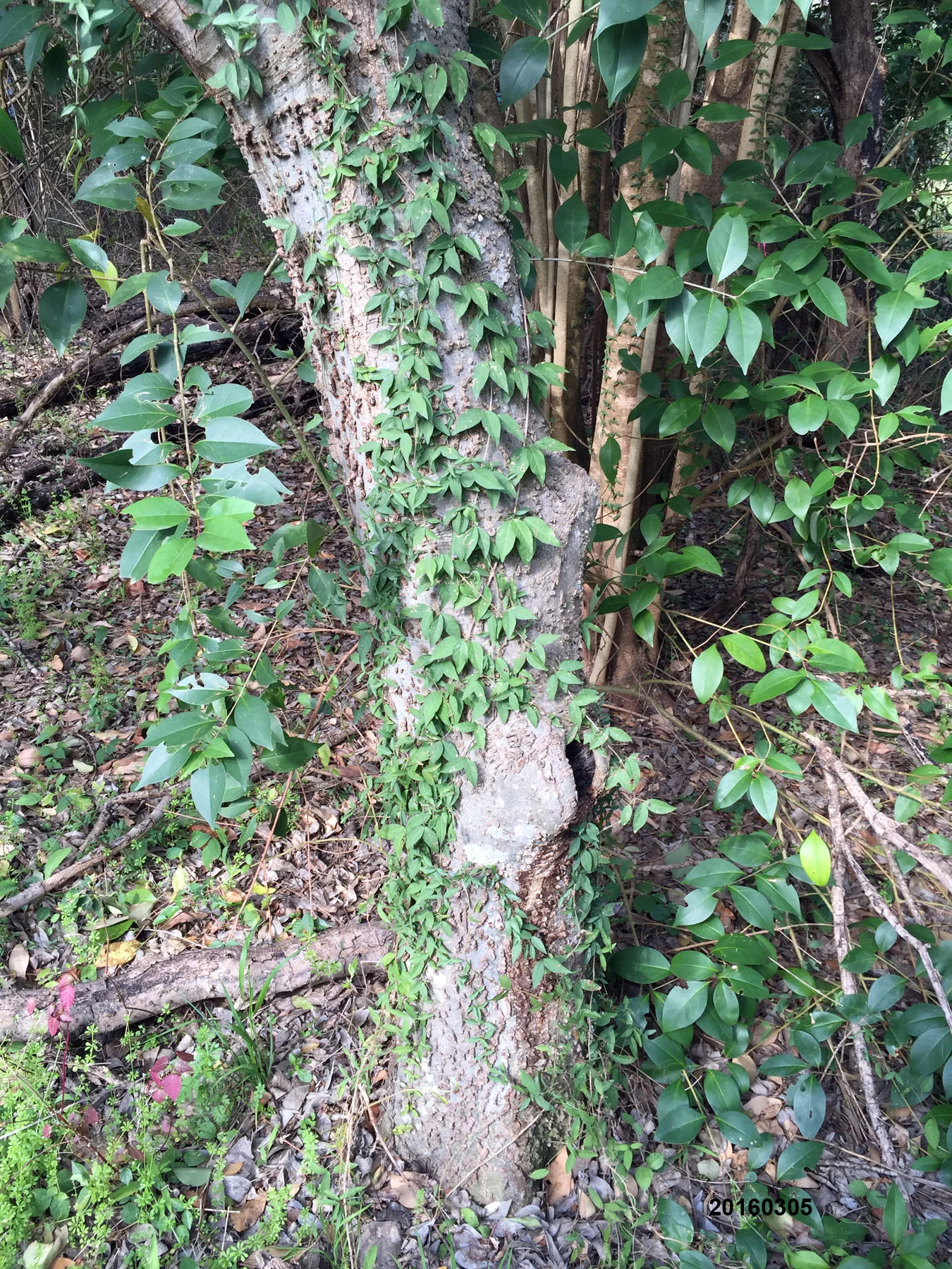 Plants Misbehaving