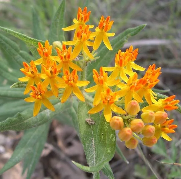 Ethnobotany Walk - FULL