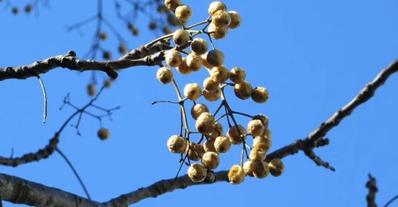 Chinaberry image - invasive.jpg