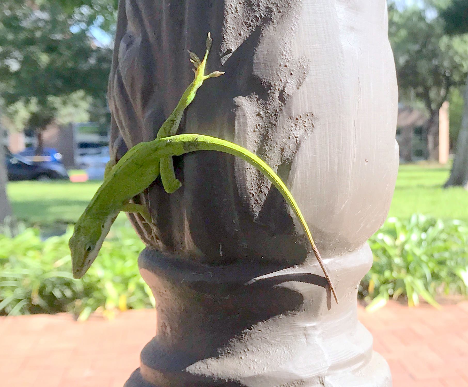 green anole from HIW facebook.jpg