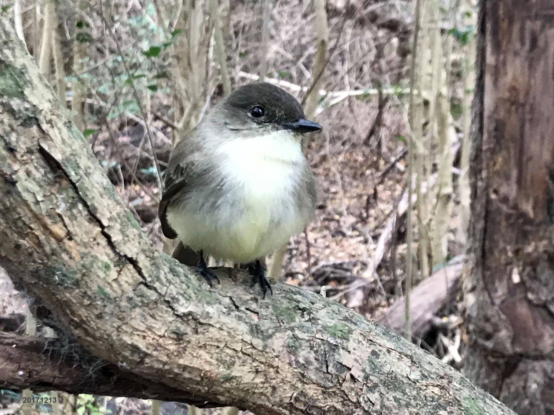 HIW bird.jpg
