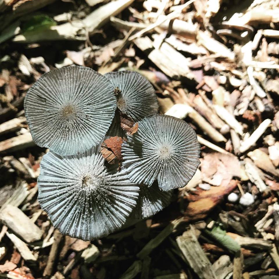 HIW mushroom.jpg